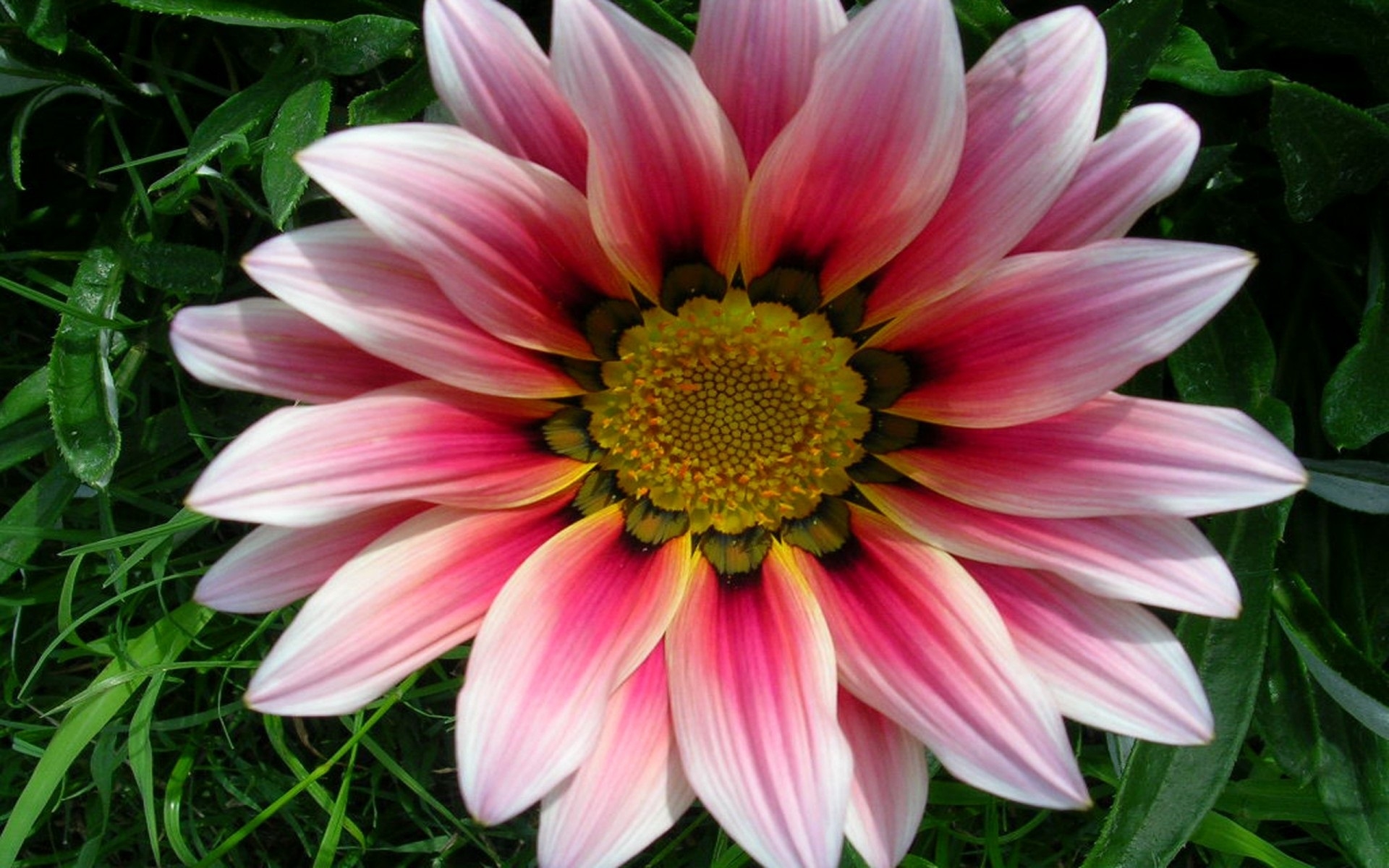 Gazania Wallpapers