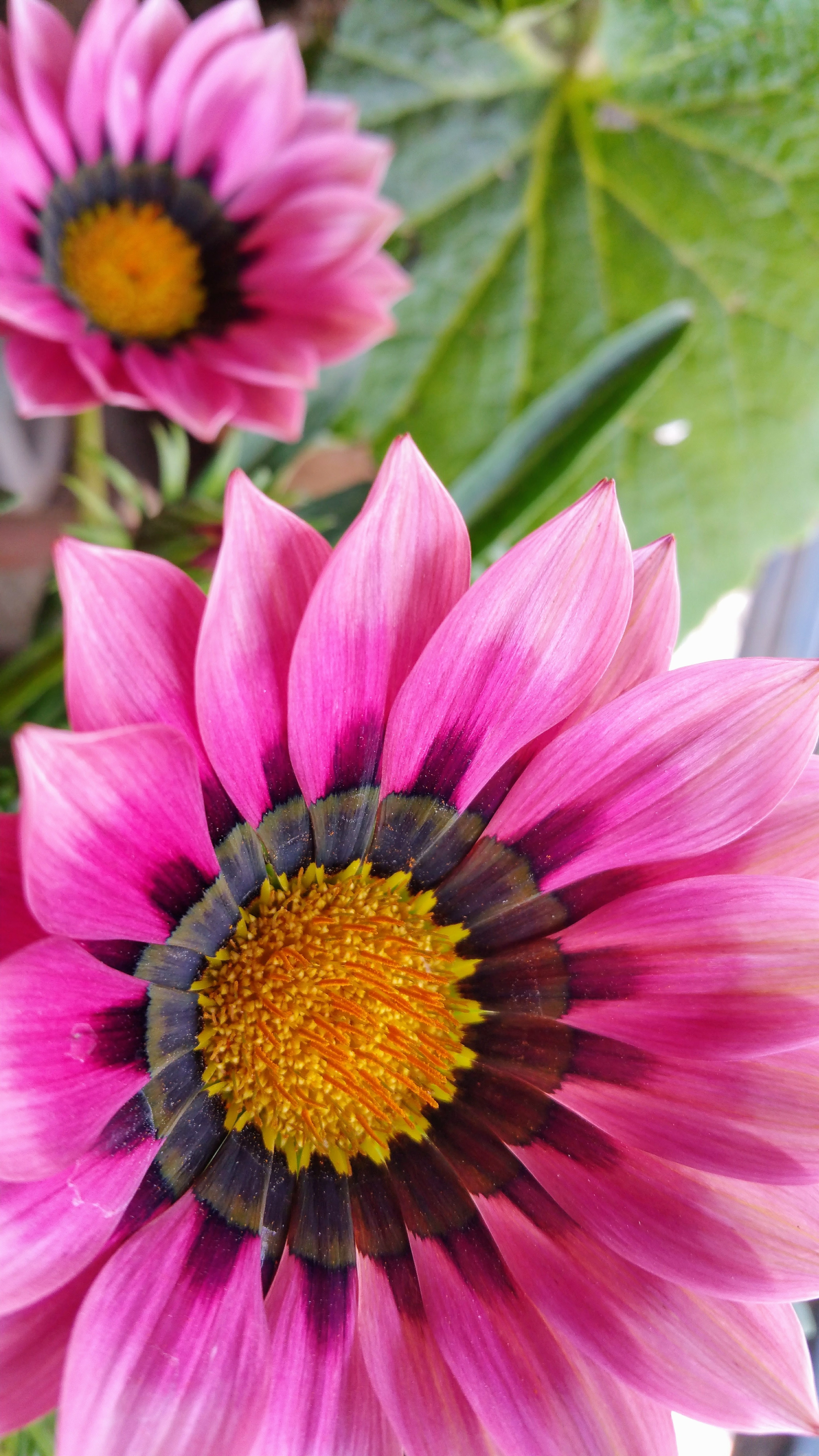 Gazania Wallpapers