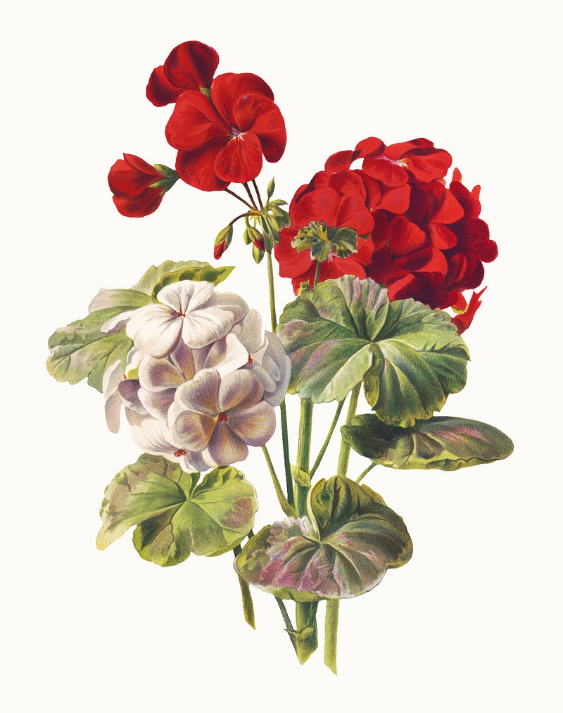 Geranium Wallpapers