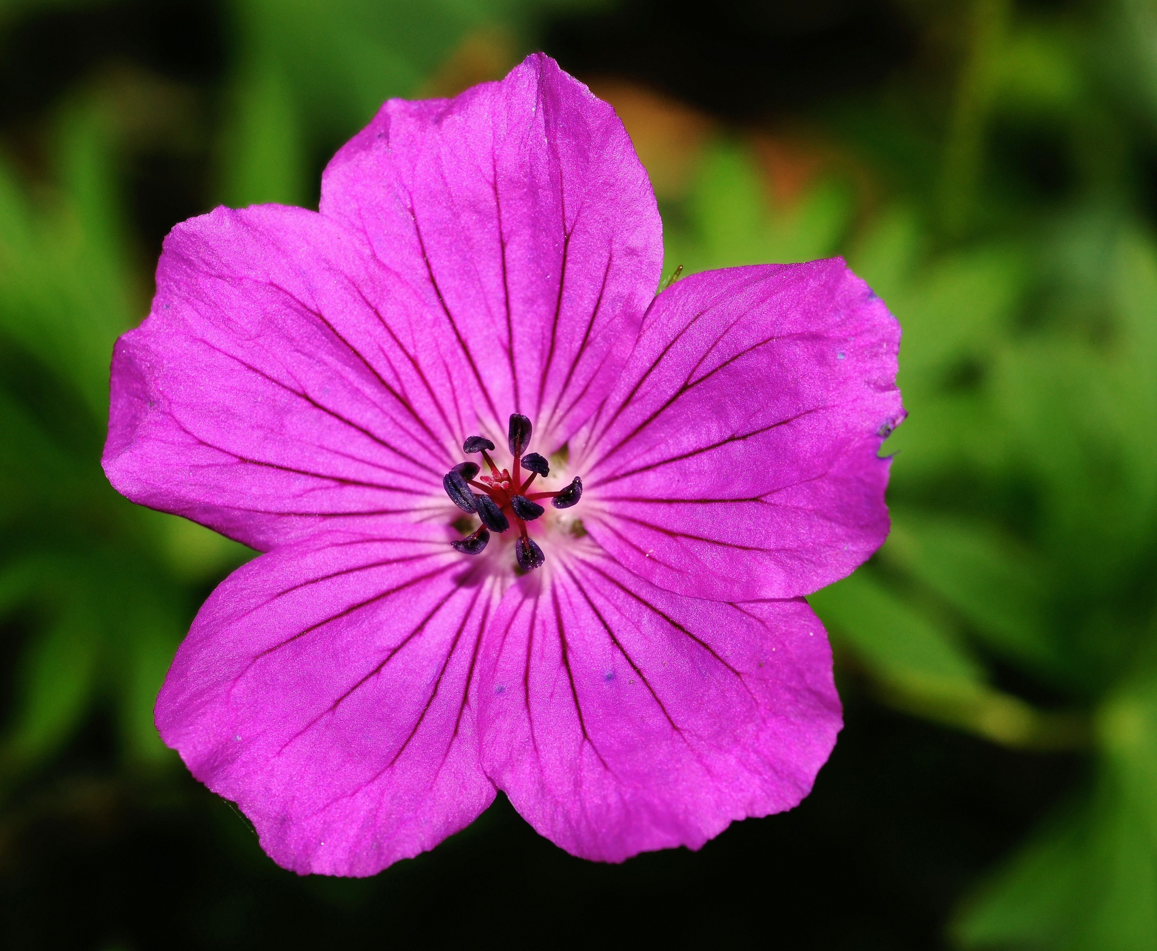 Geranium Wallpapers