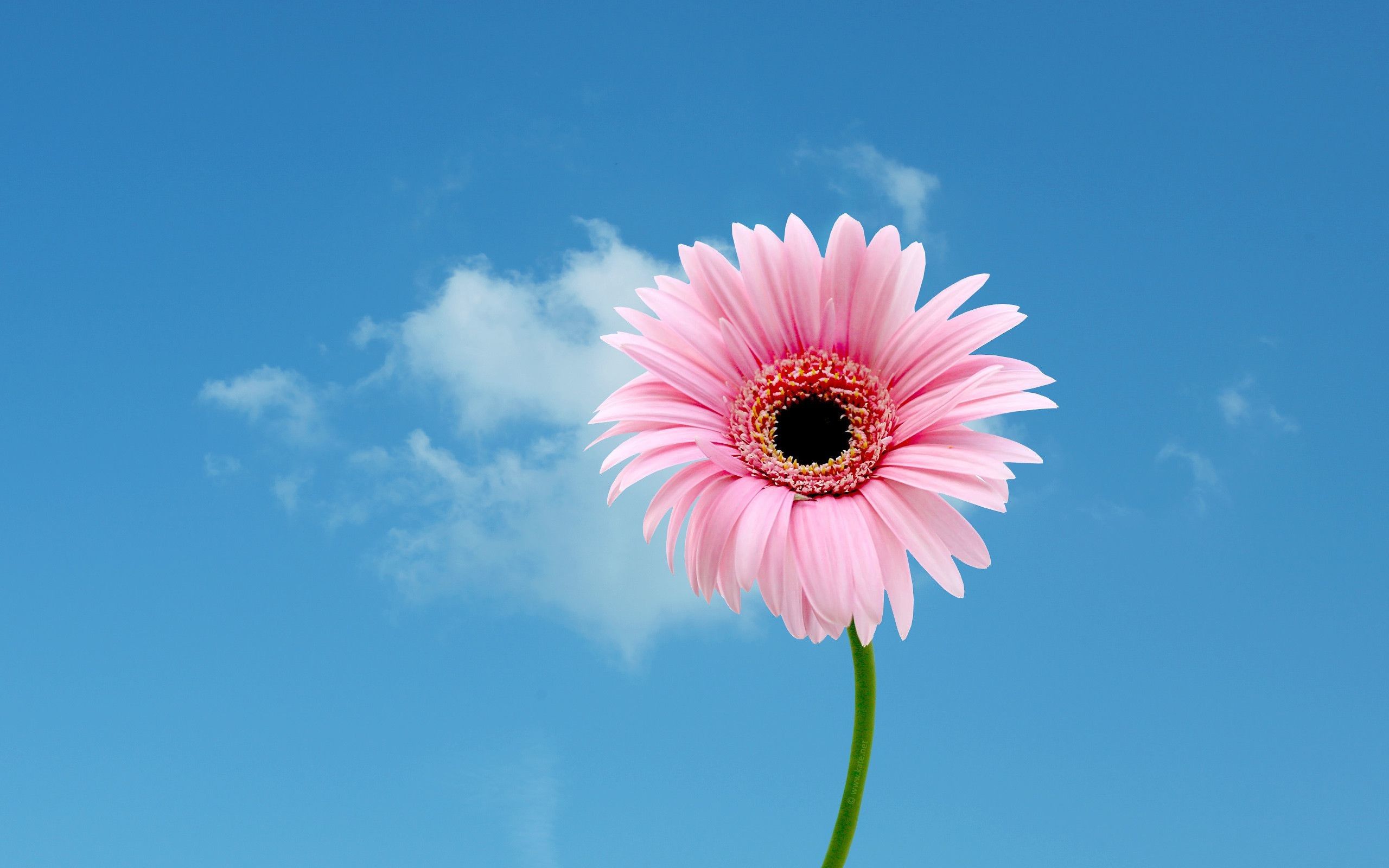 Gerbera Wallpapers