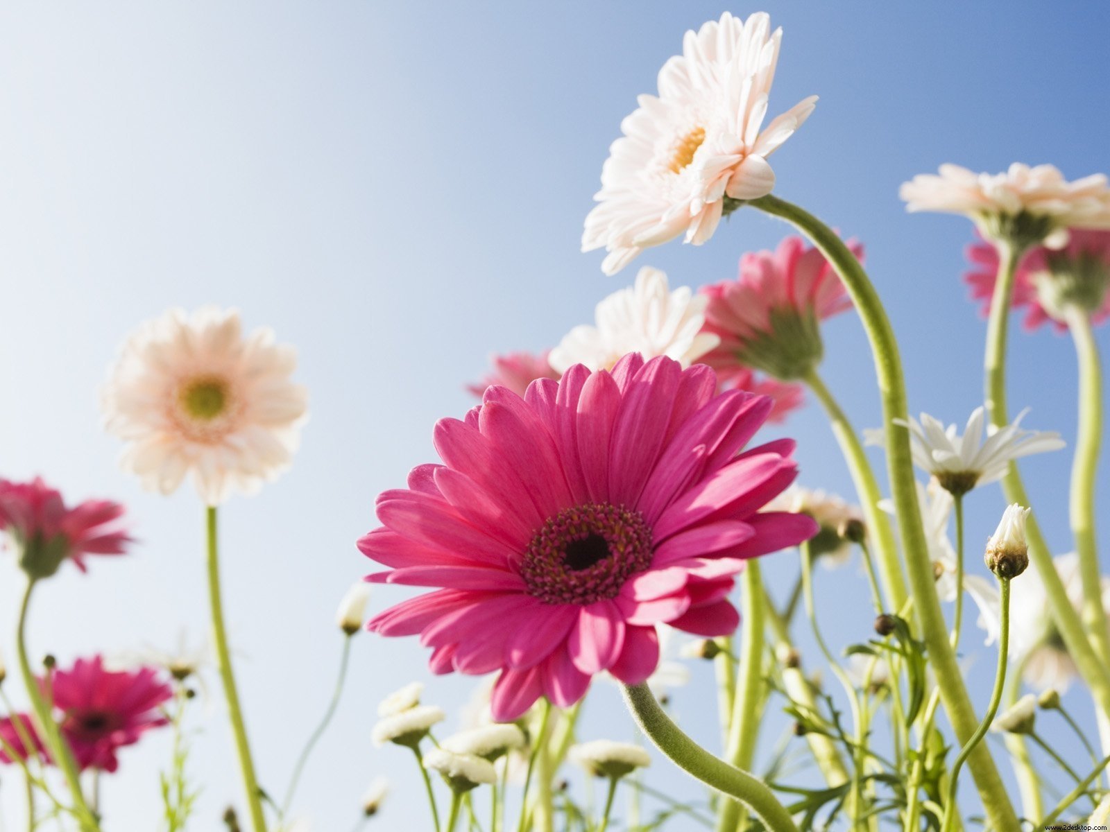 Gerbera Wallpapers