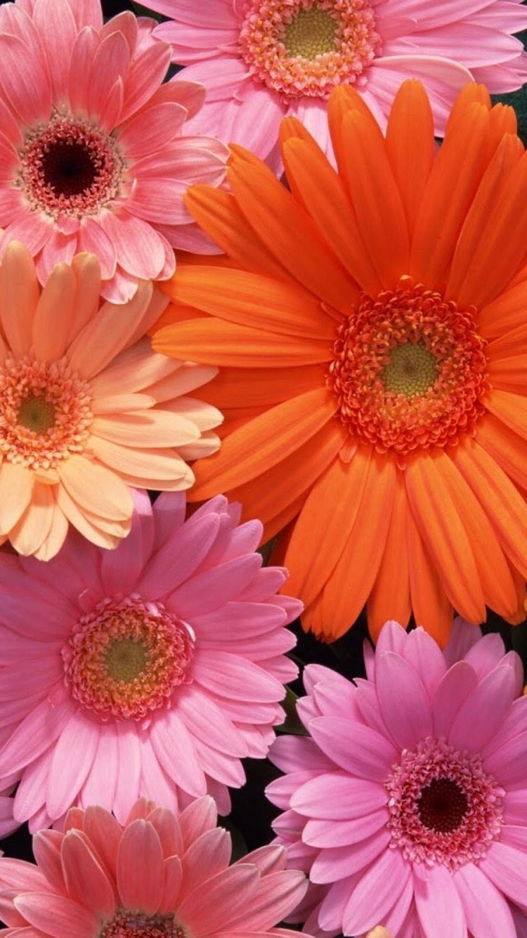 Gerbera Wallpapers