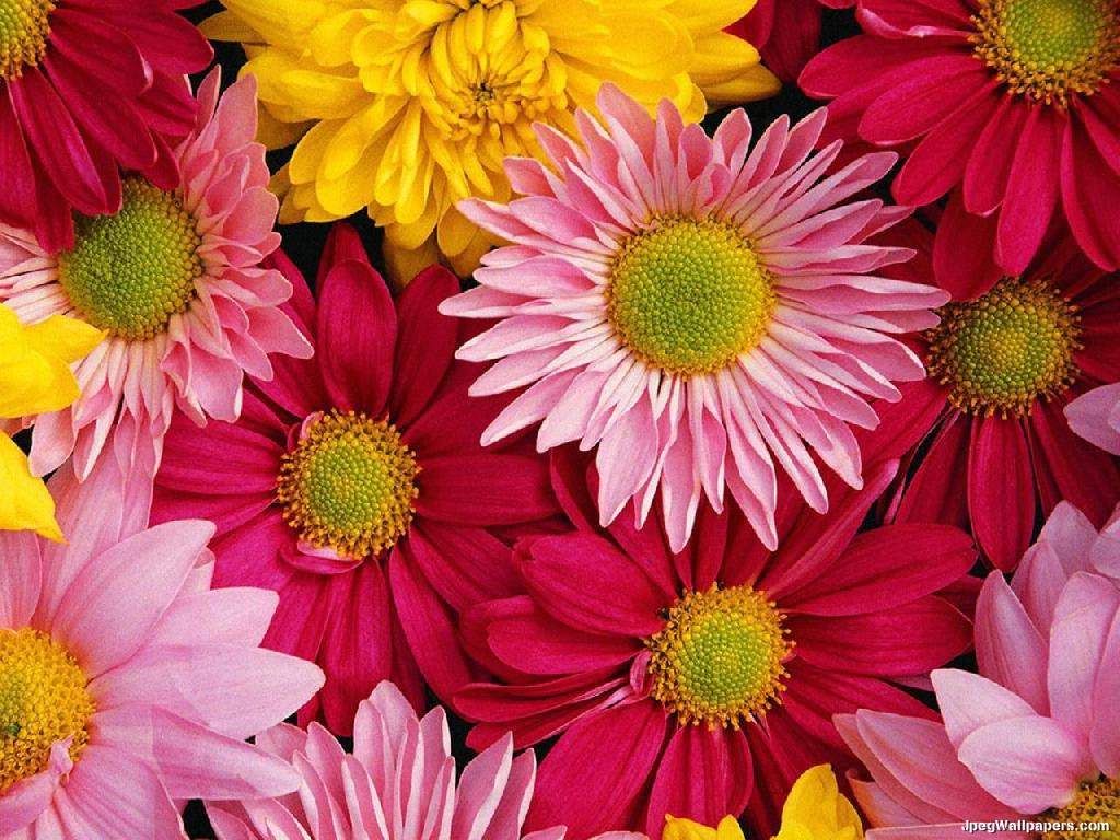 Gerbera Wallpapers