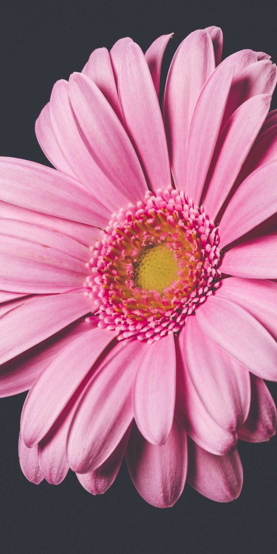 Gerbera Wallpapers