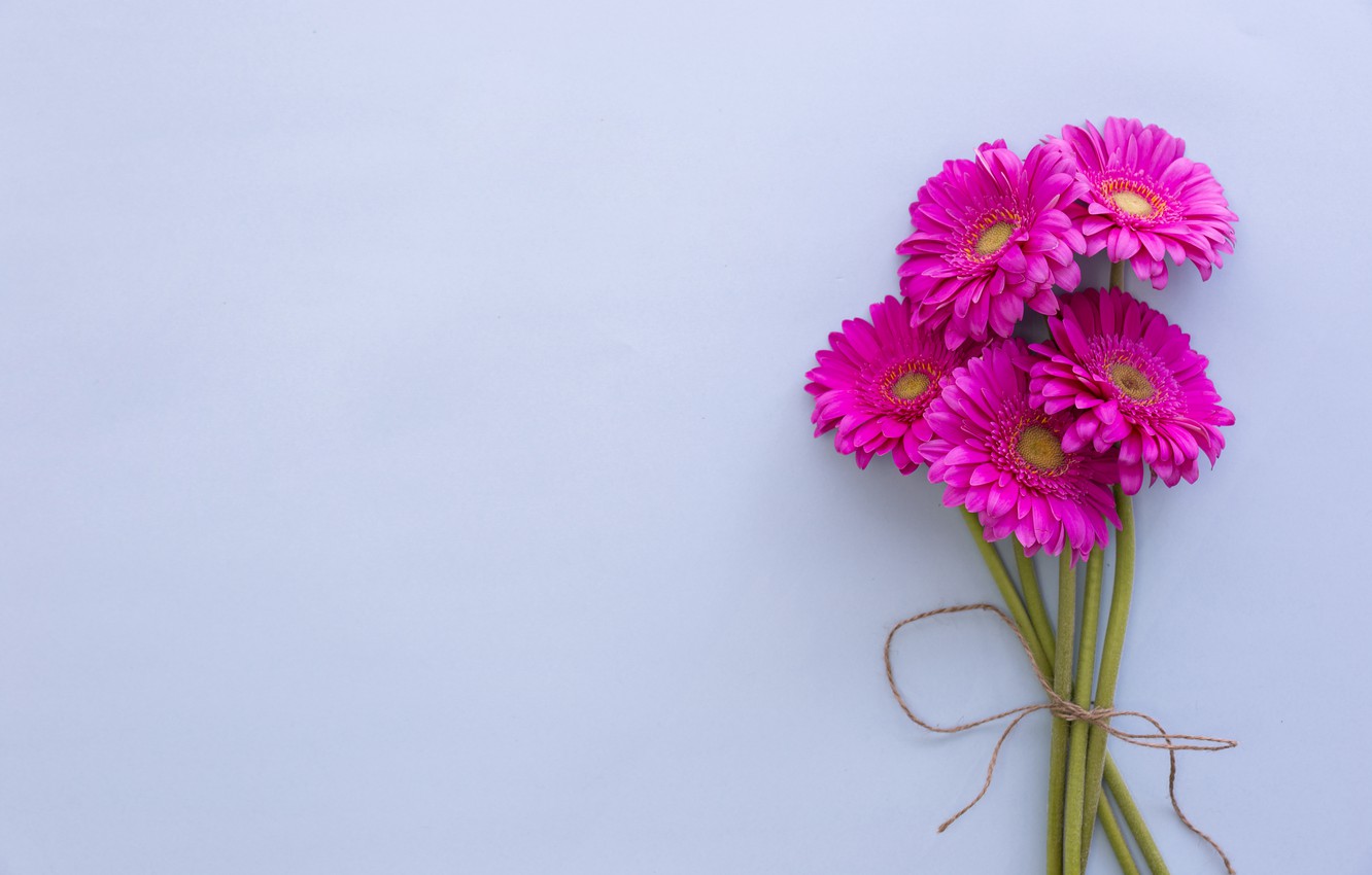 Gerbera Wallpapers