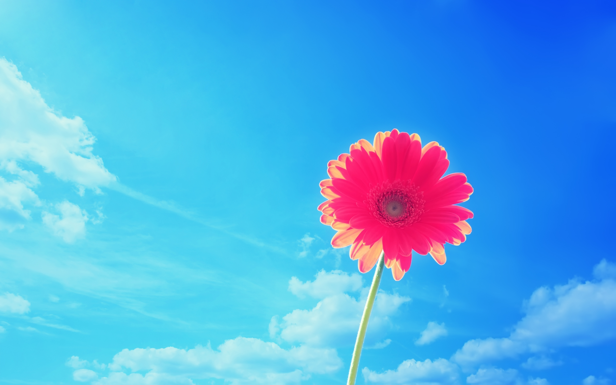 Gerbera Wallpapers