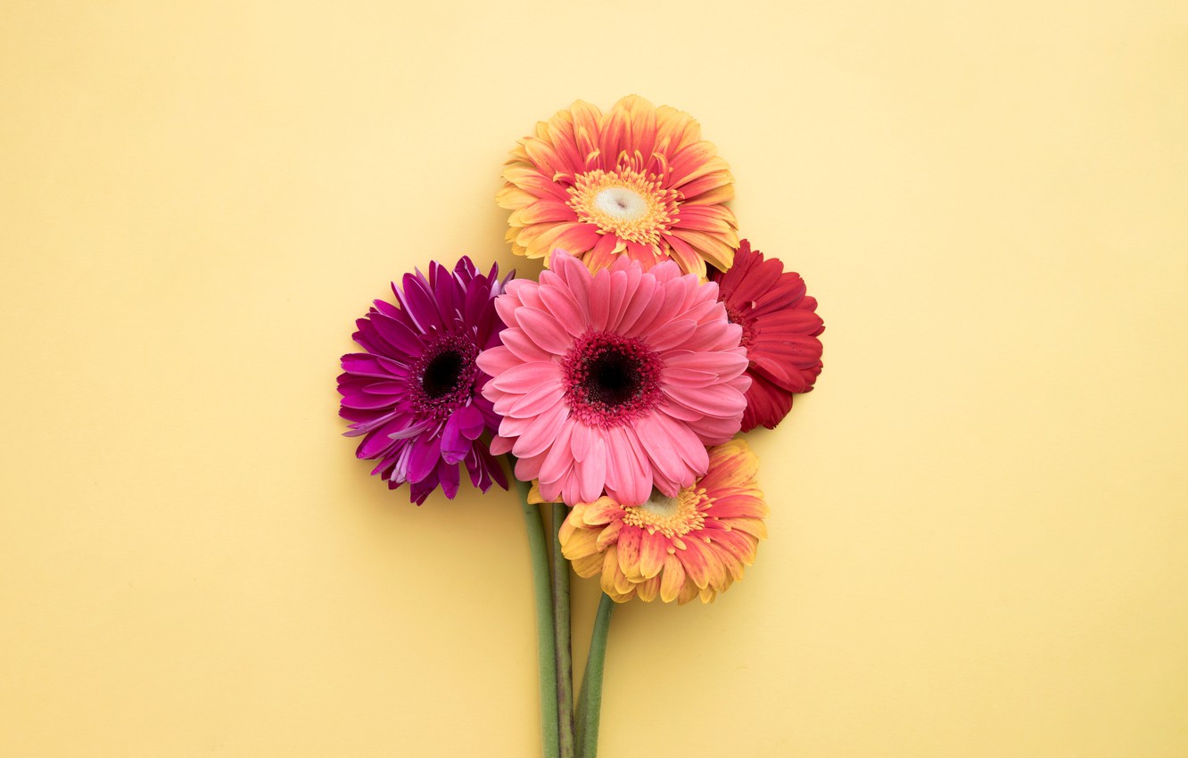 Gerbera Wallpapers