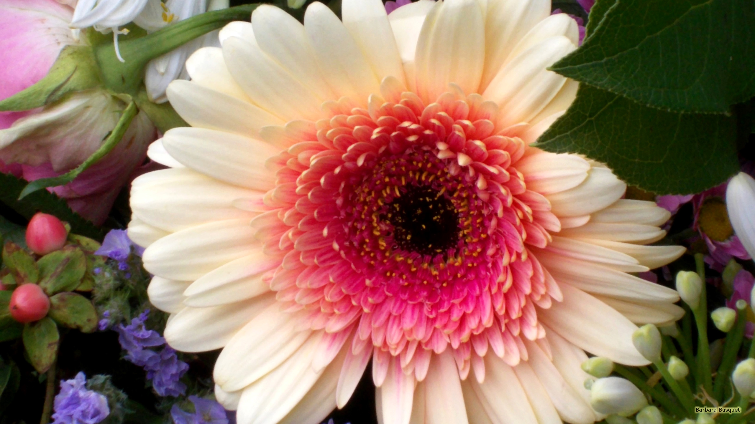 Gerbera Wallpapers