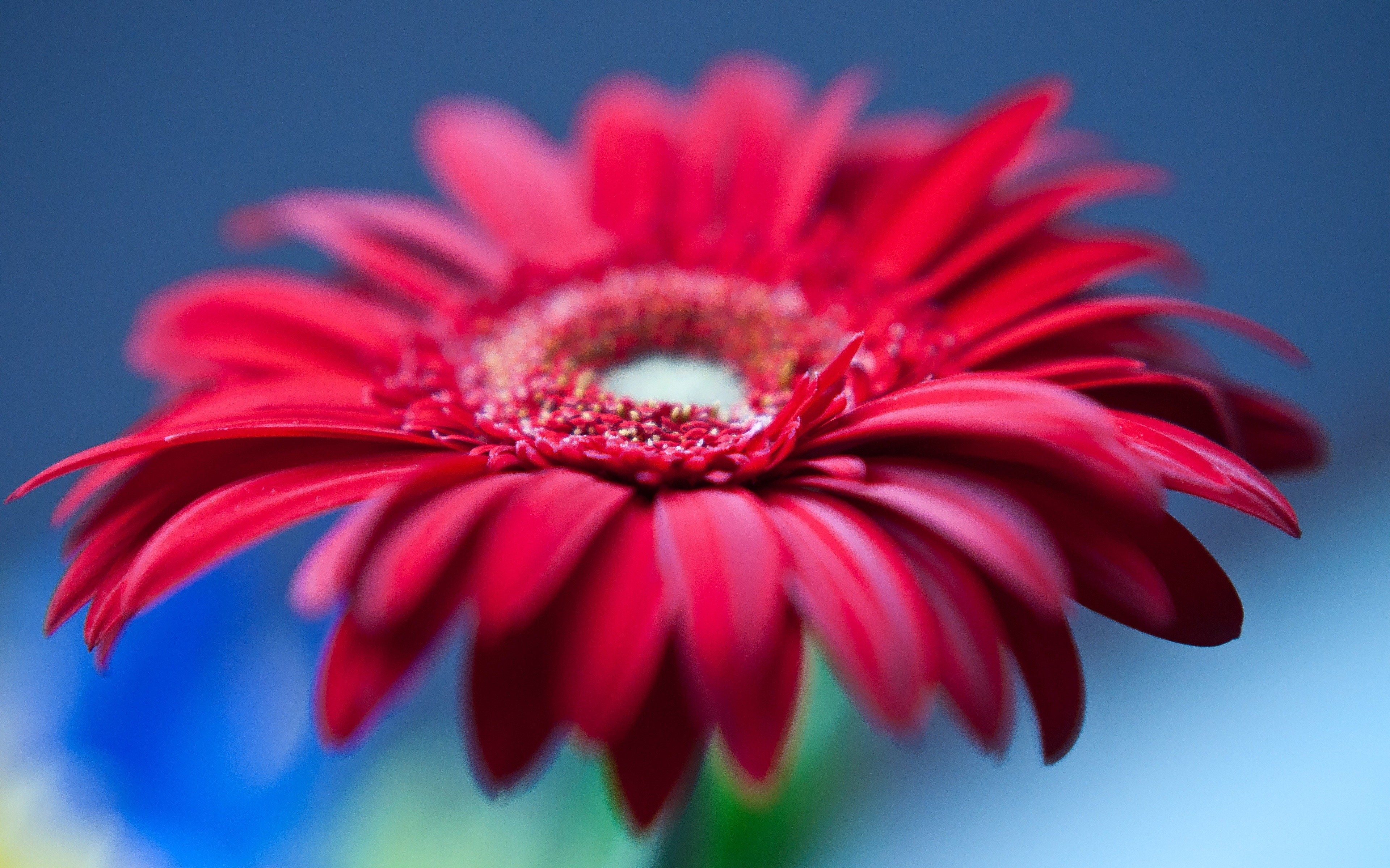 Gerbera Wallpapers