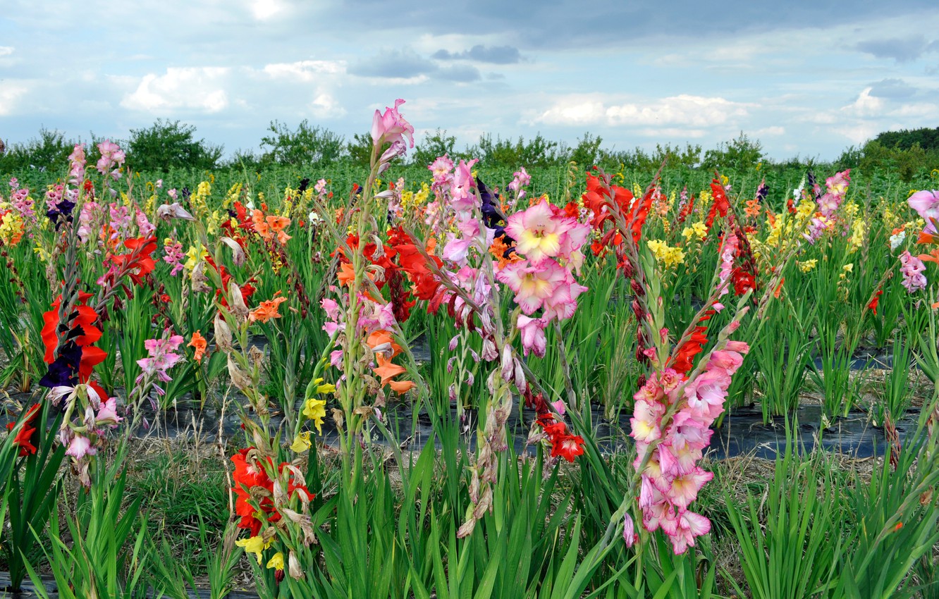 Gladiolus Wallpapers