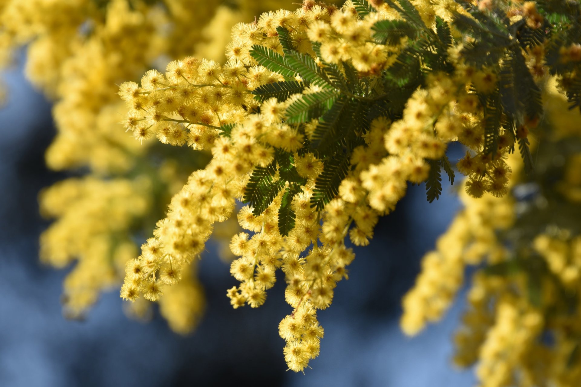 Golden Wattle Wallpapers