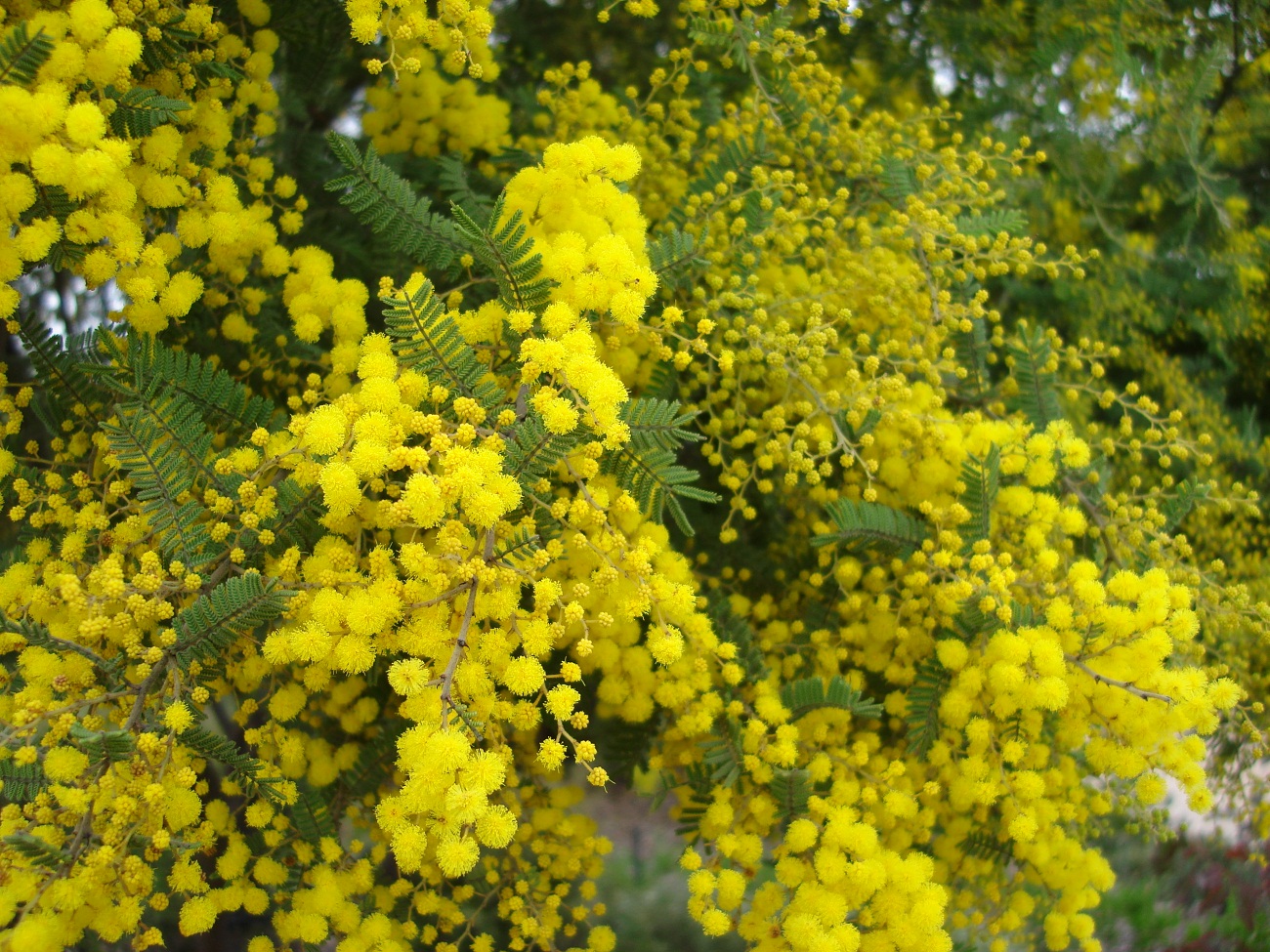 Golden Wattle Wallpapers