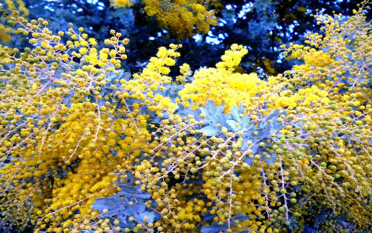 Golden Wattle Wallpapers