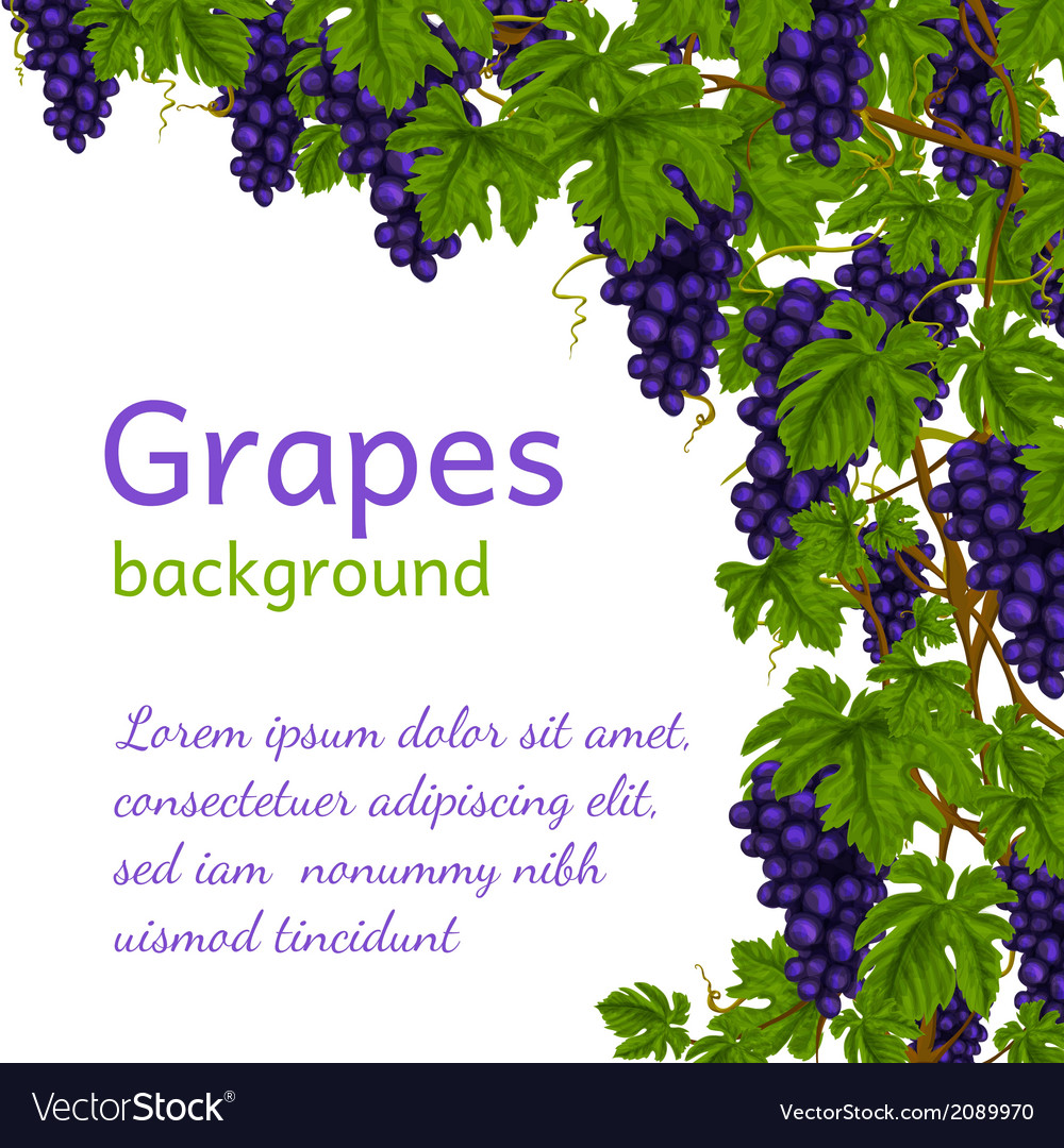 Grape Wallpapers