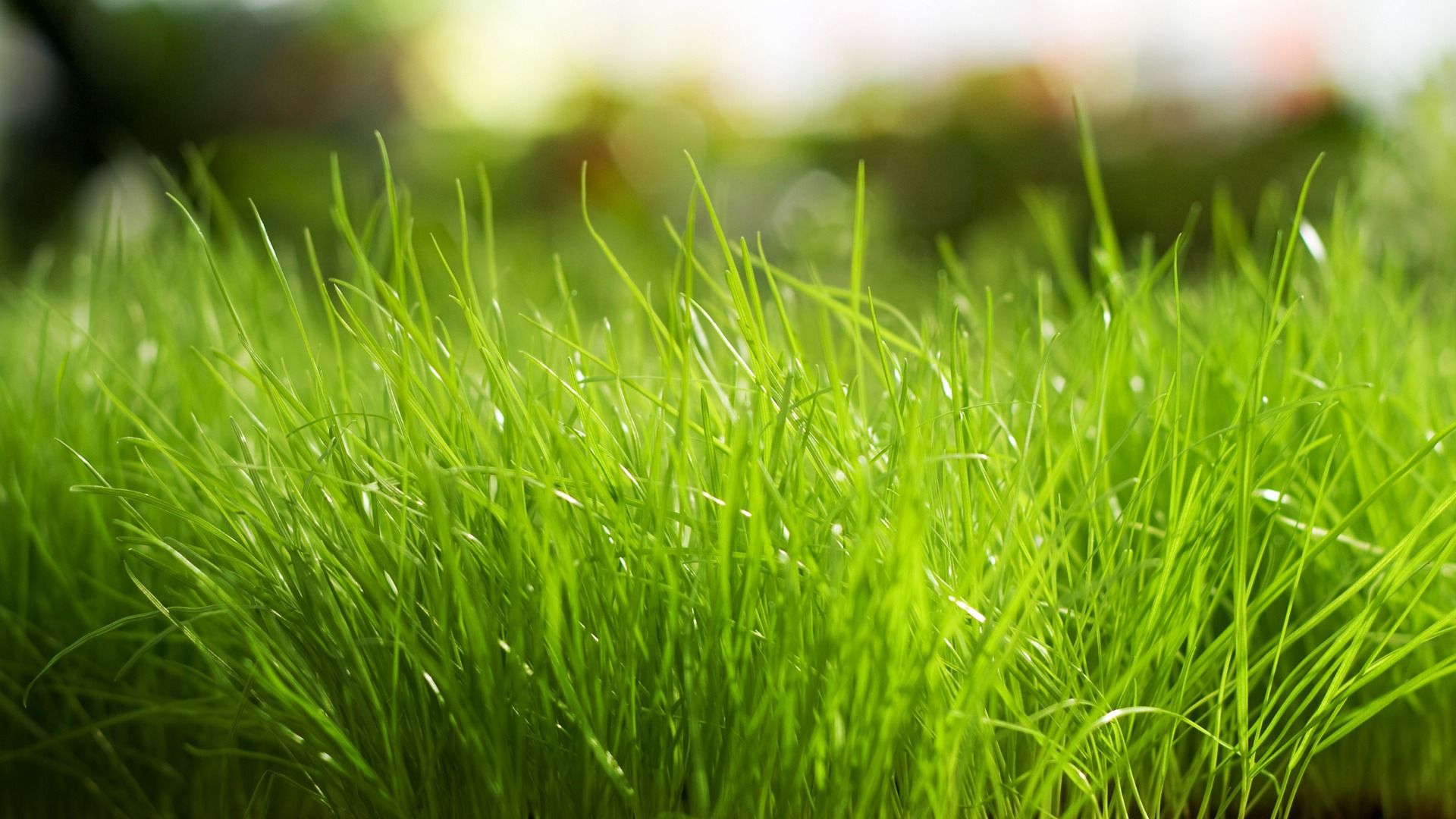 Grass Wallpapers