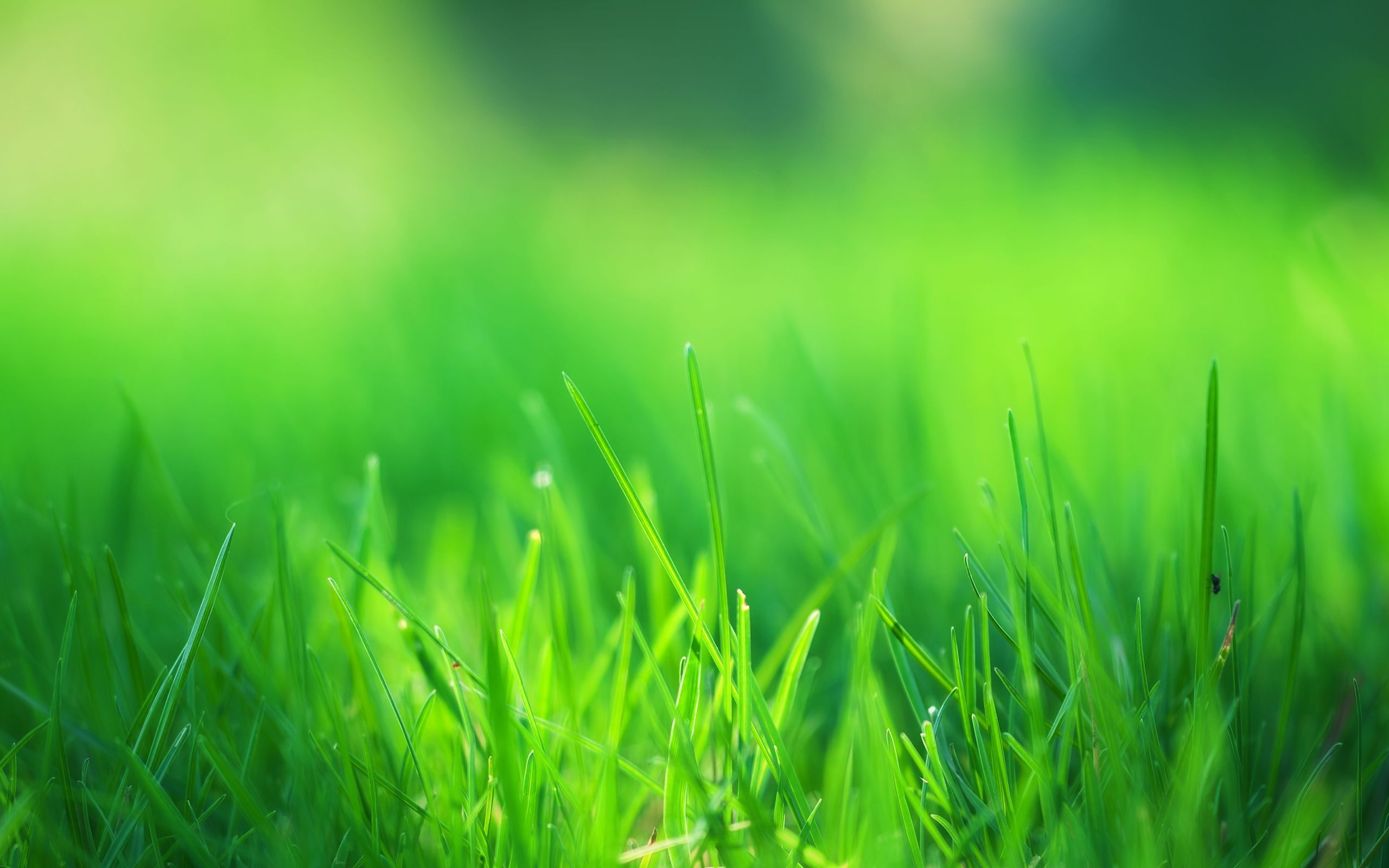 Grass Wallpapers