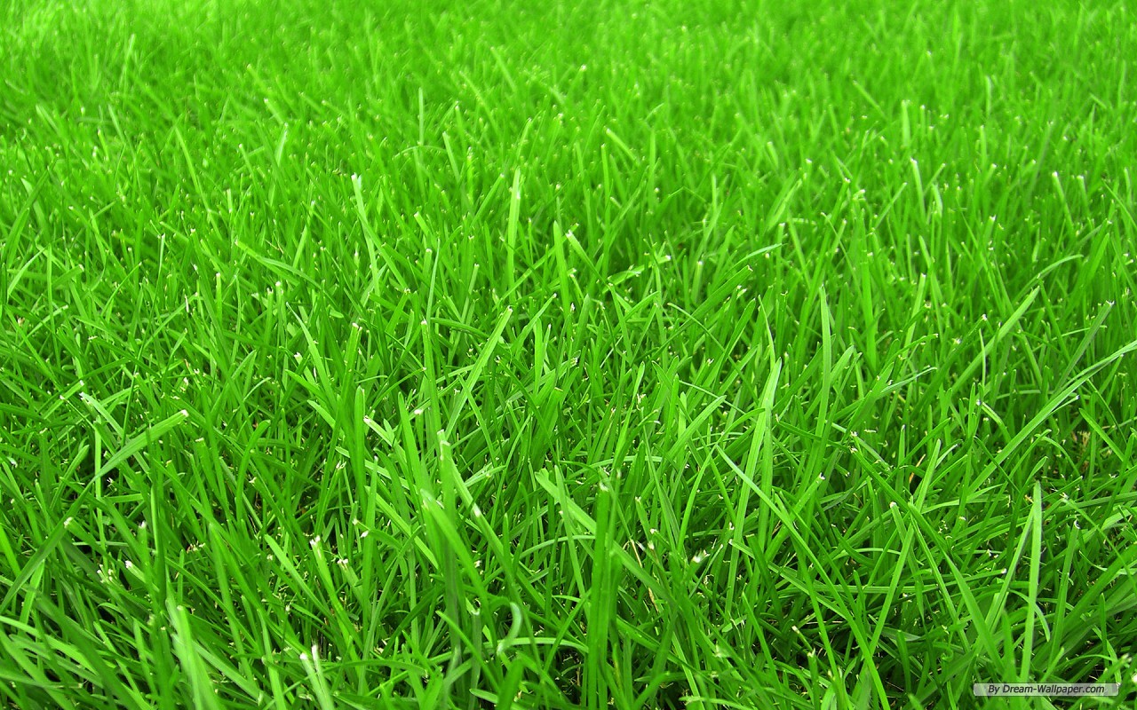 Grass Wallpapers