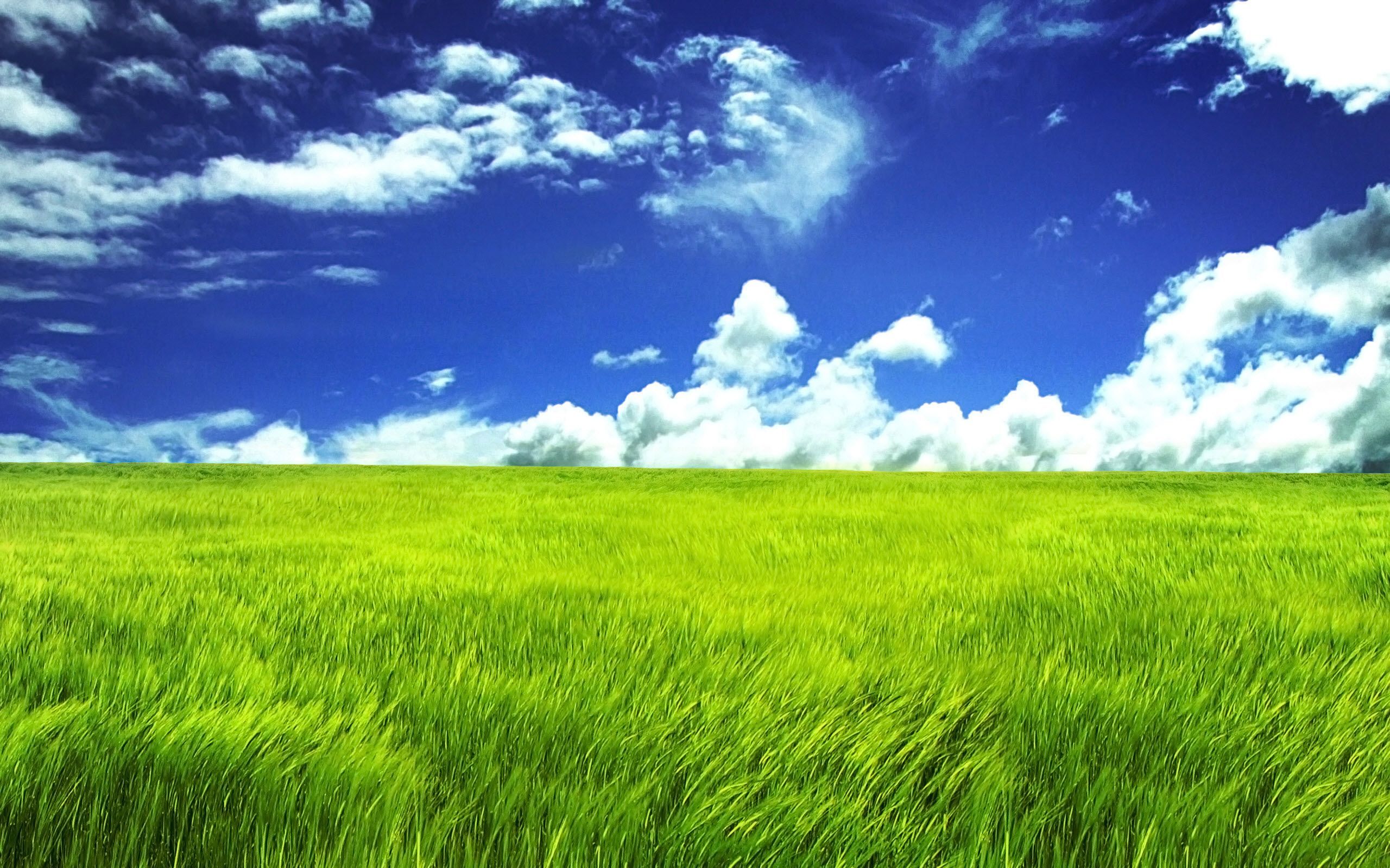 Grass Wallpapers