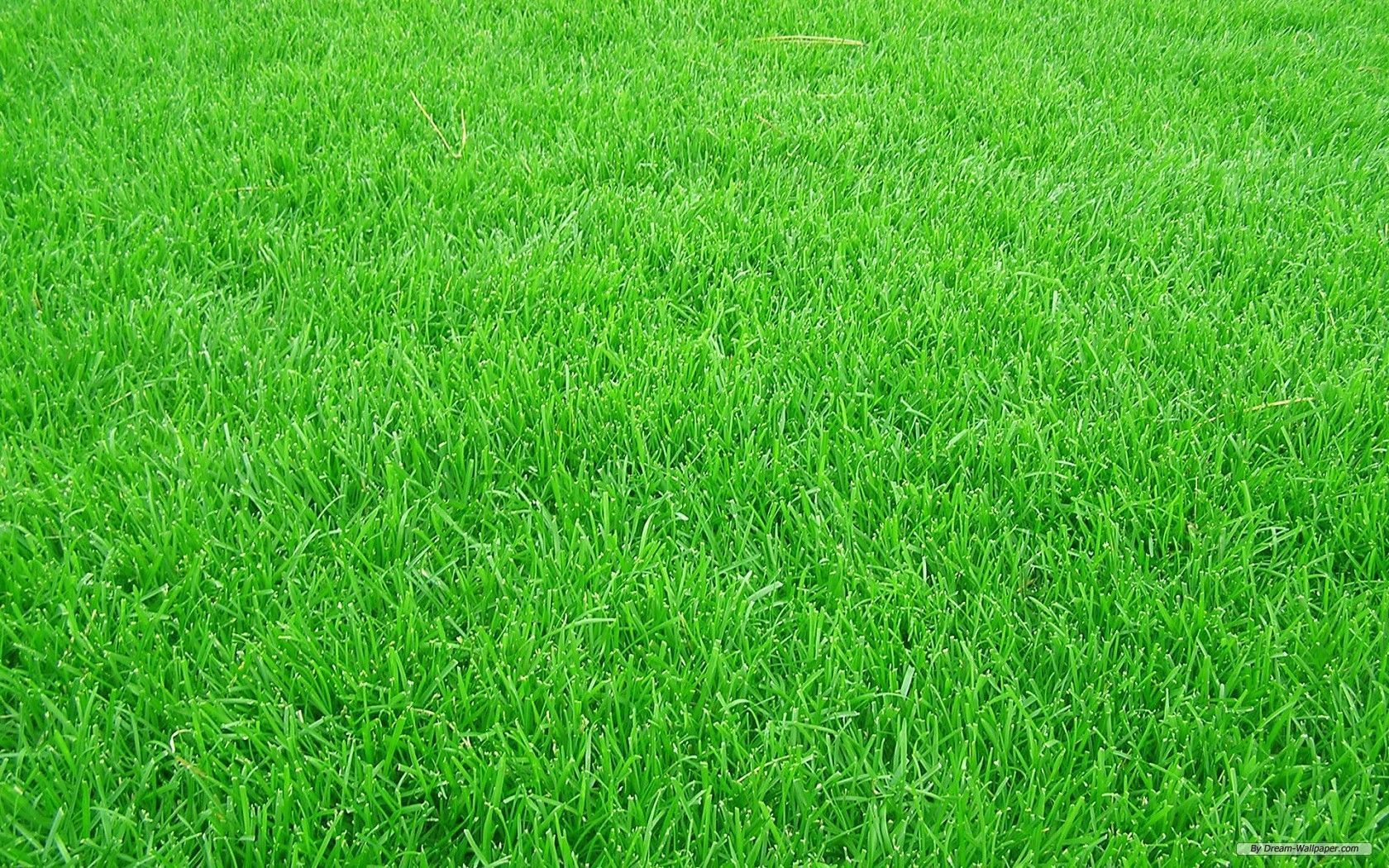 Grass Wallpapers