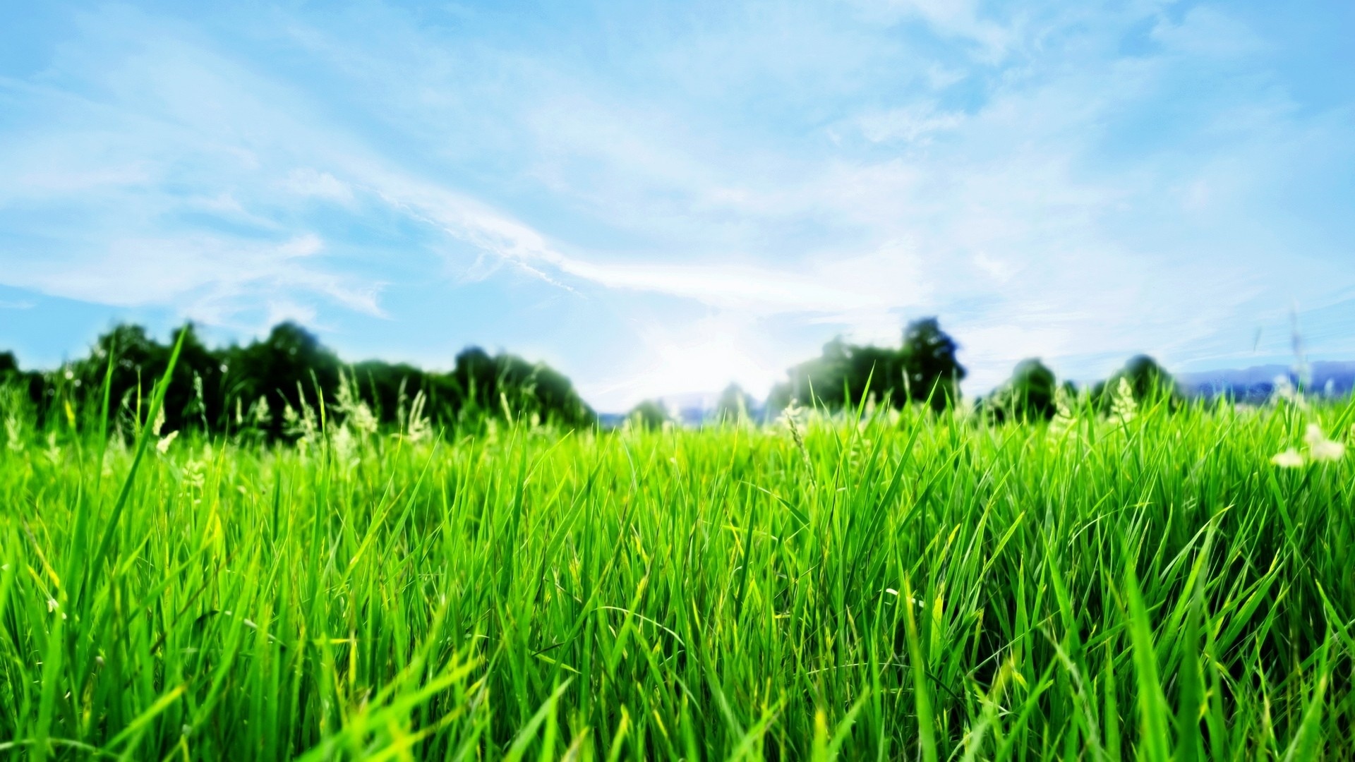 Grass Wallpapers