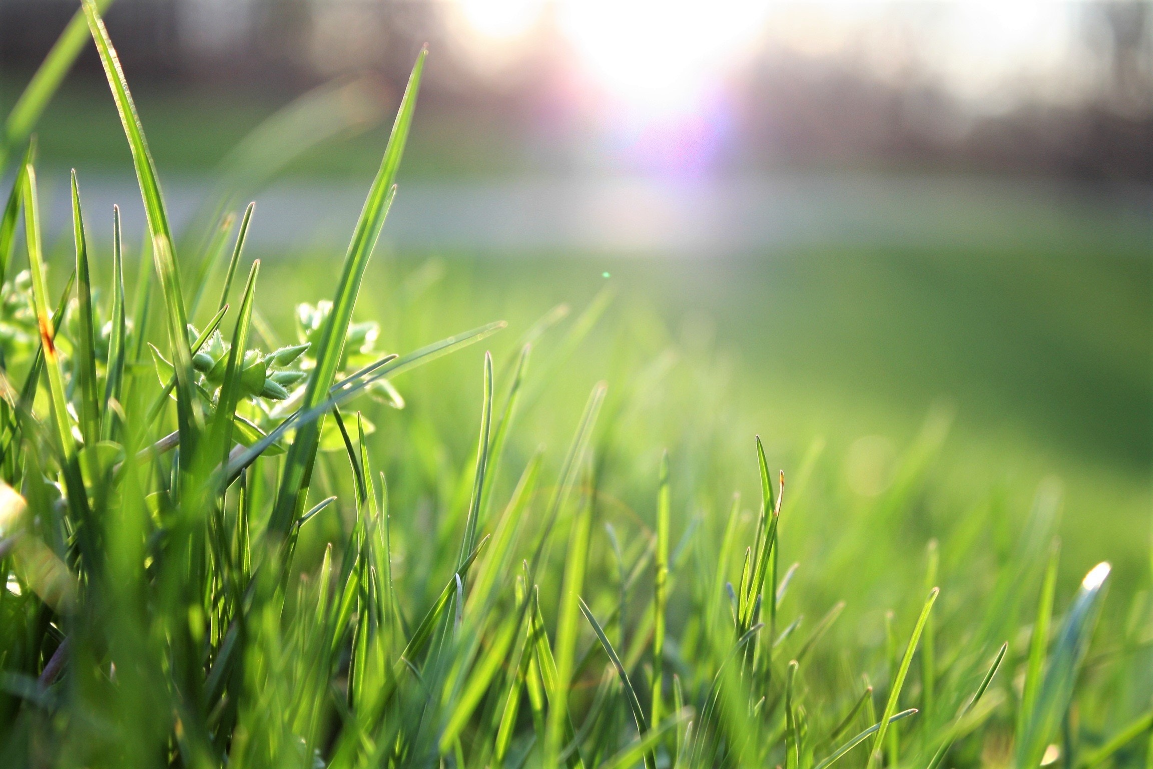 Grass Wallpapers