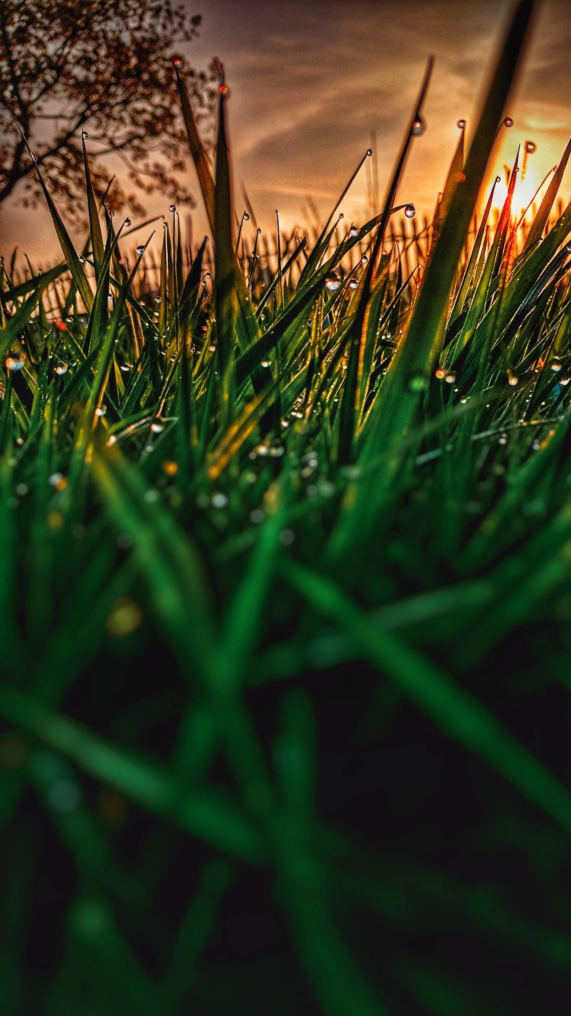 Grass Sunset Wallpapers