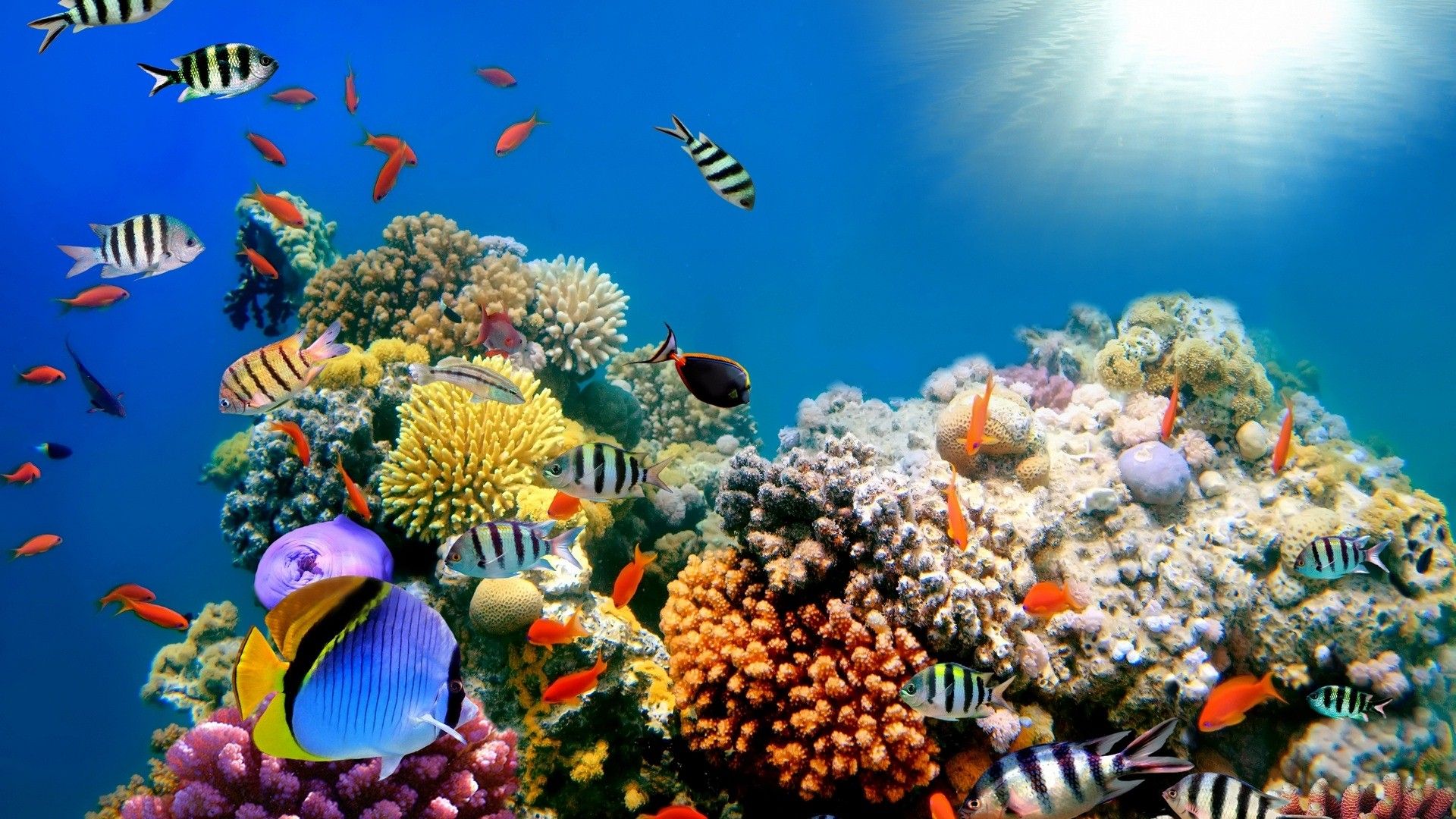 Great Barrier Reef Wallpapers