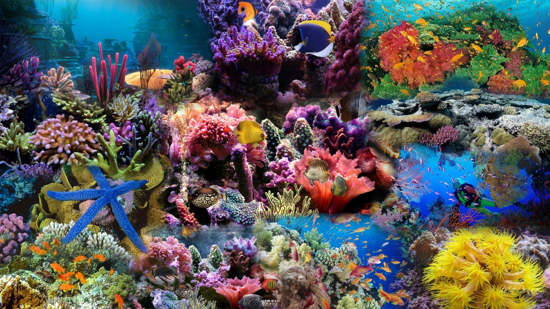 Great Barrier Reef Wallpapers
