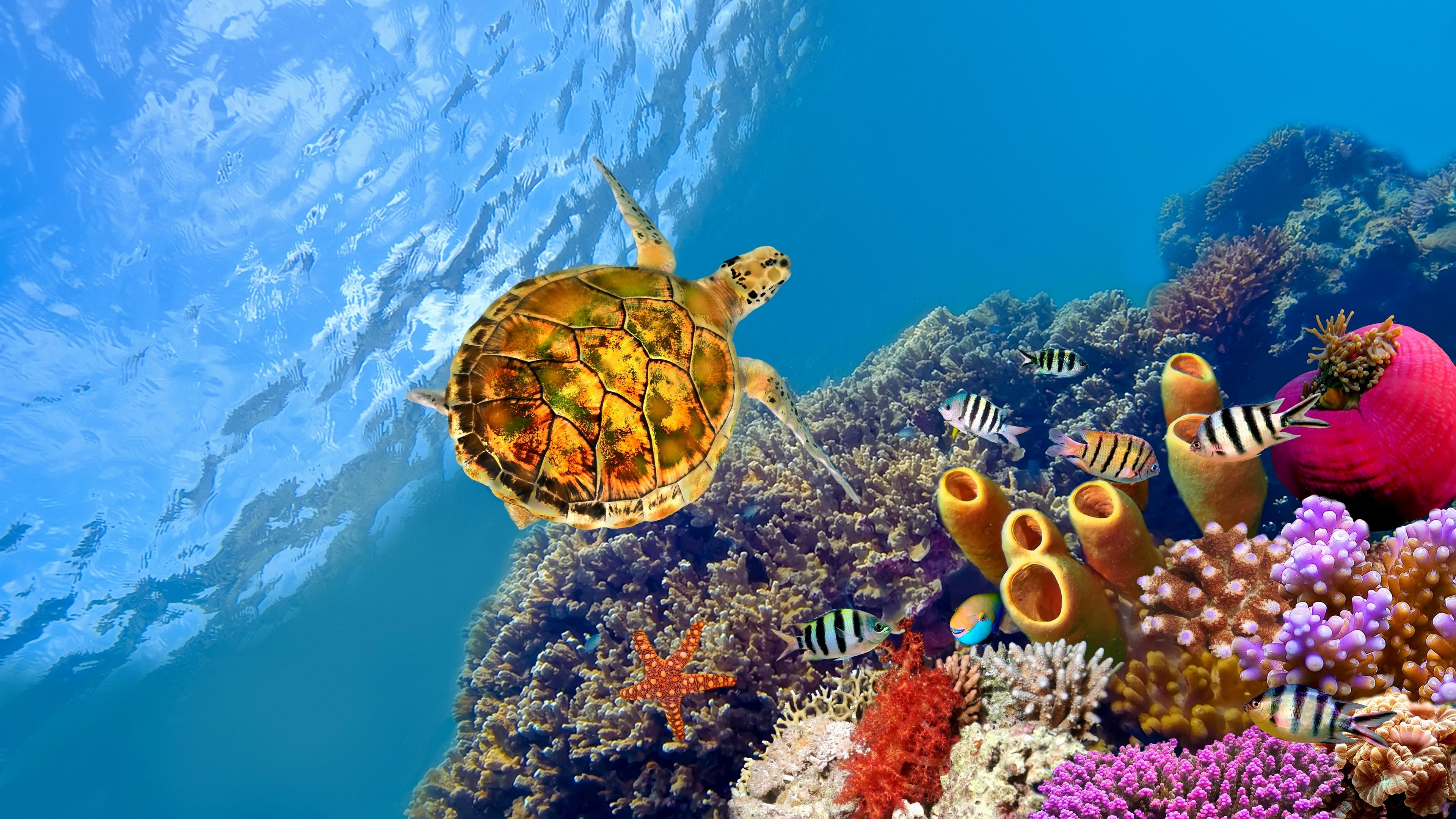 Great Barrier Reef Wallpapers