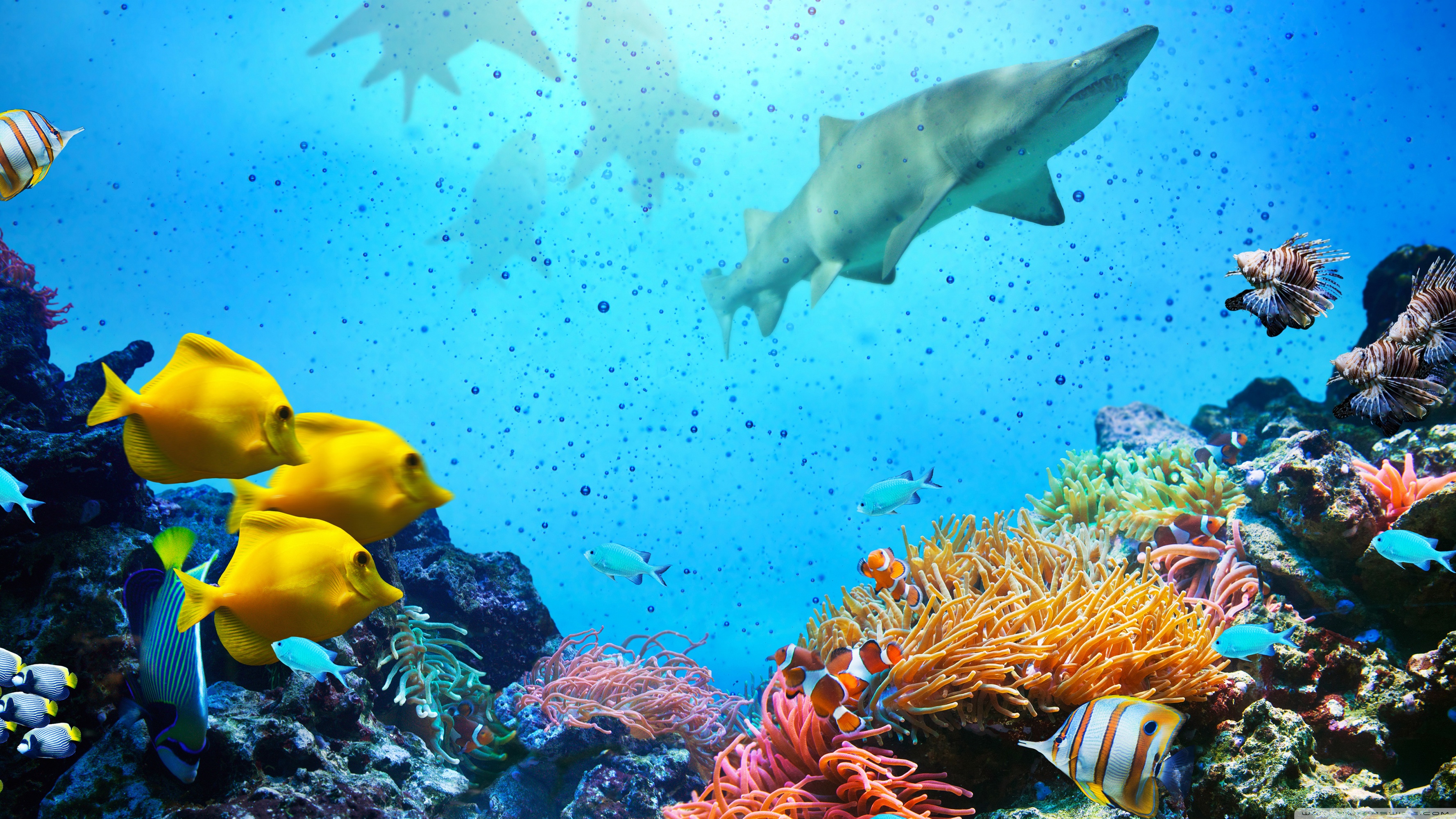 Great Barrier Reef Wallpapers