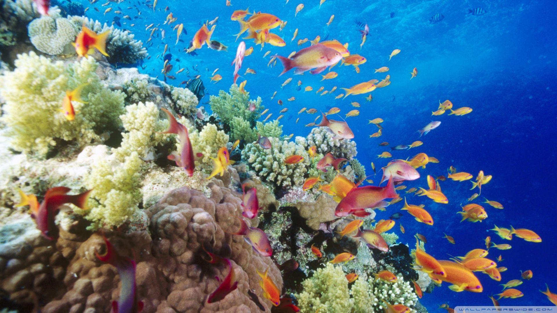 Great Barrier Reef Wallpapers