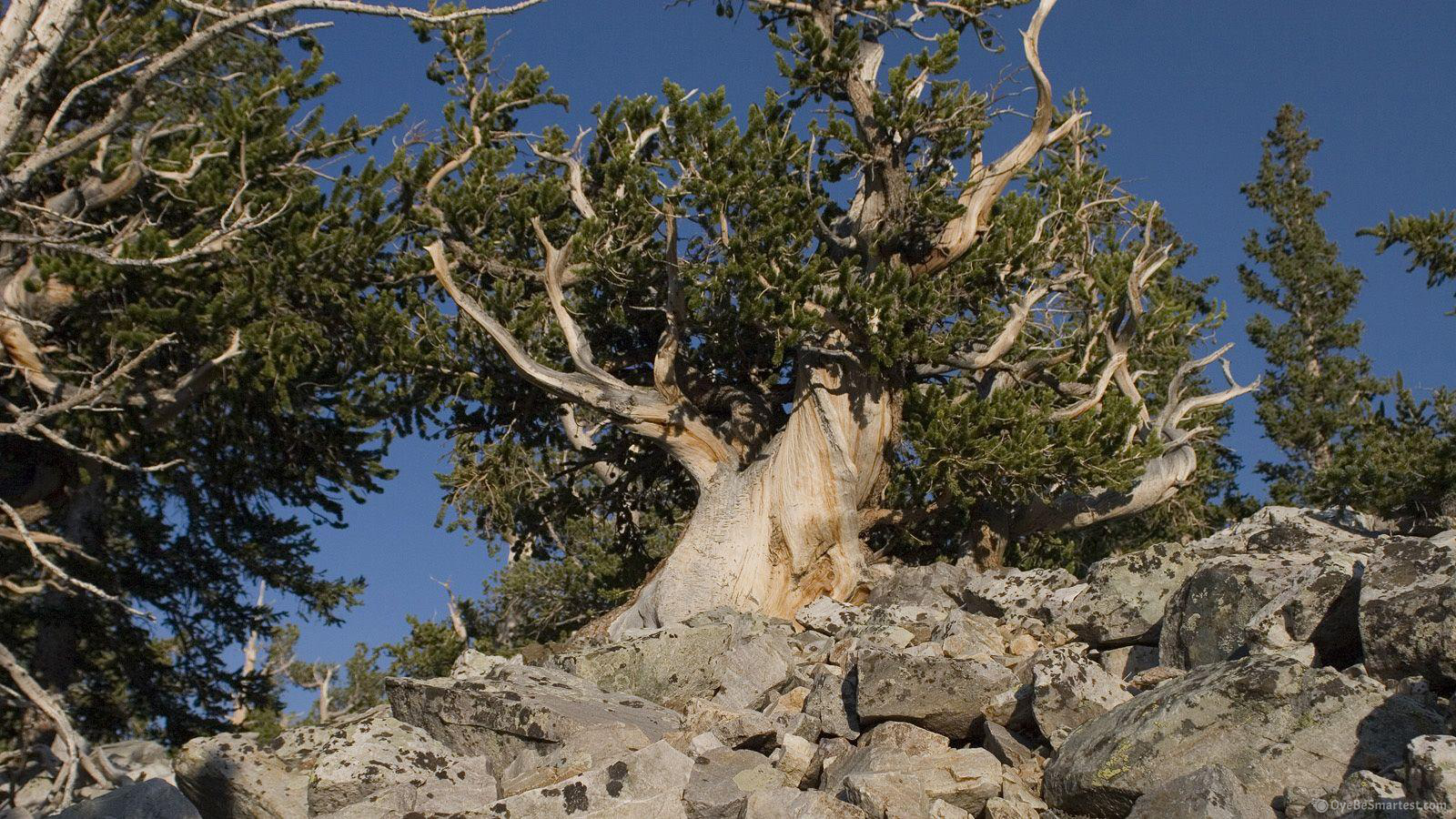 Great Basin National Park Wallpapers