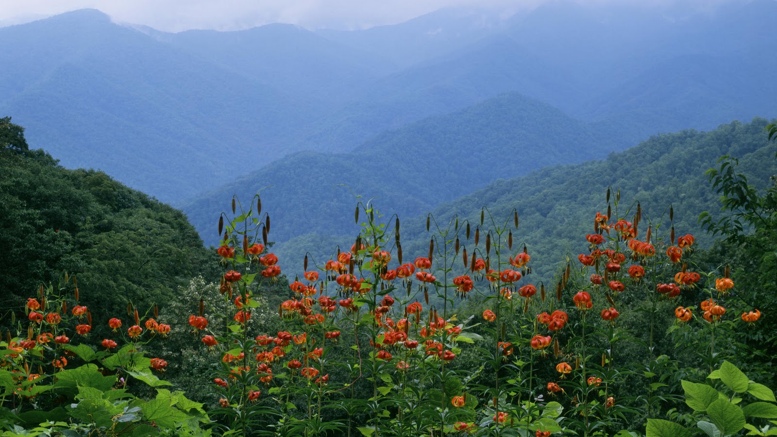 Great Smoky Mountains National Park Wallpapers