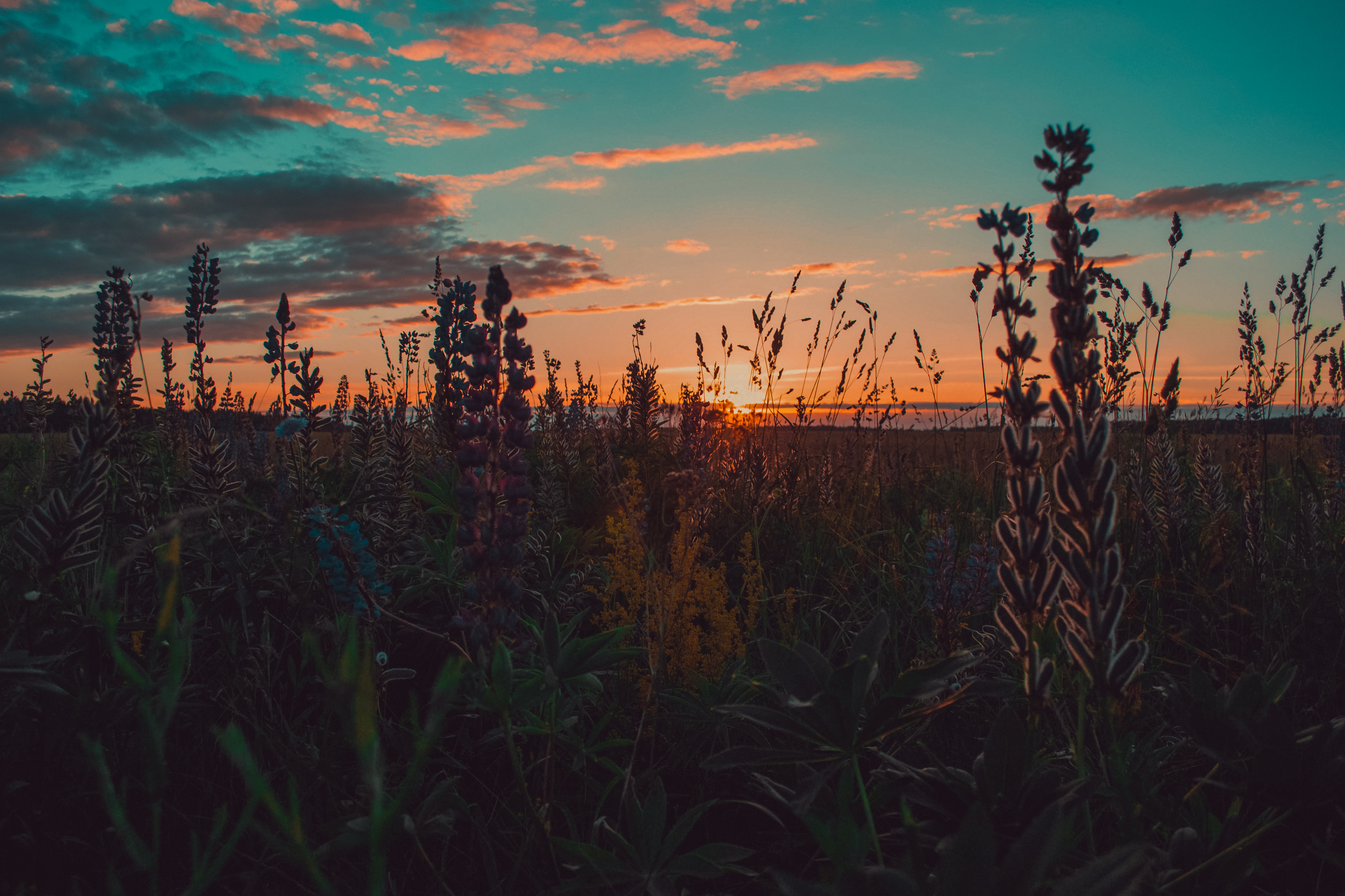 Green Grass And Fogg Under Purple Sky During Sunset Wallpapers