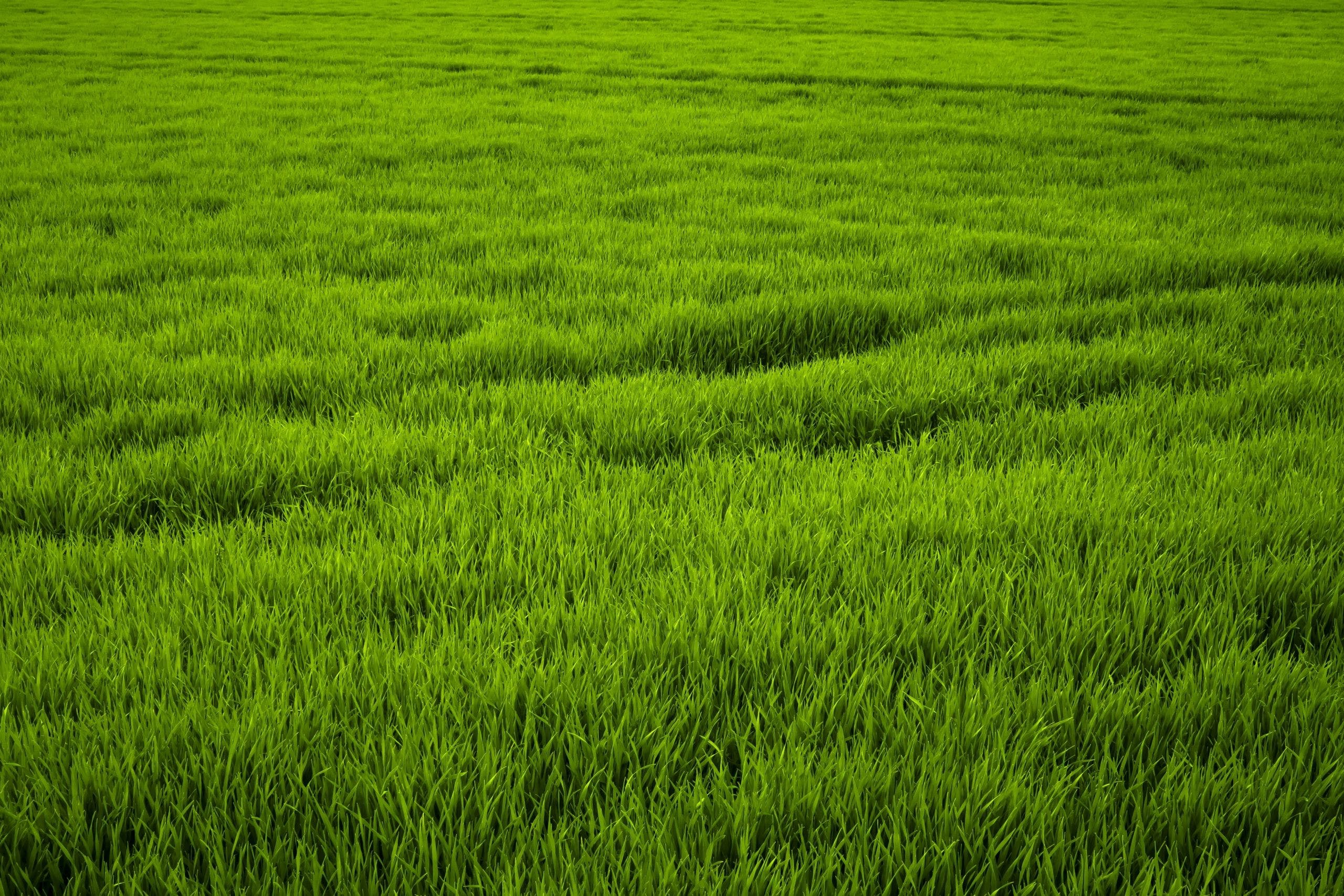 Green Meadow Field Wallpapers