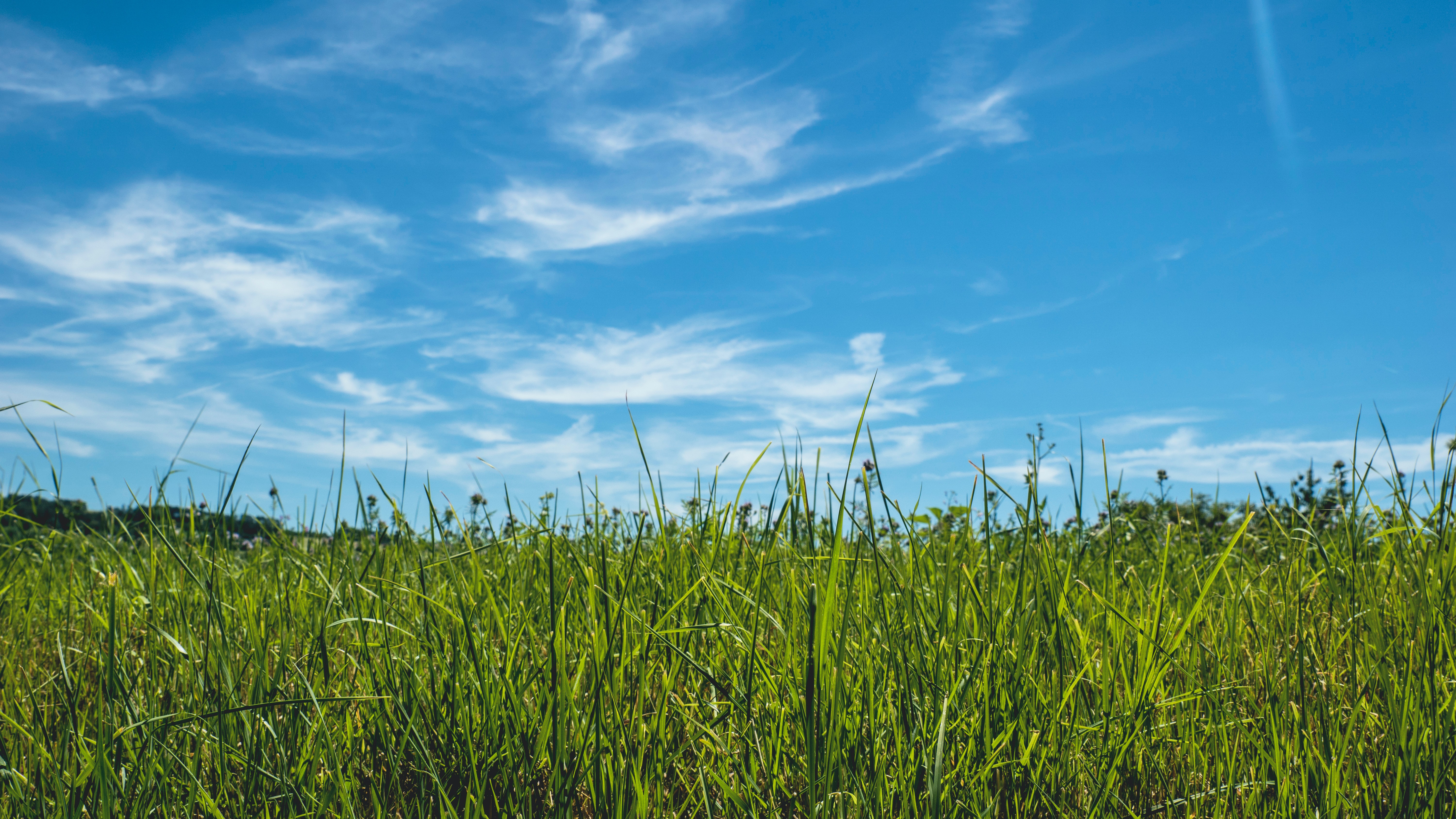 Green Meadow Field Wallpapers