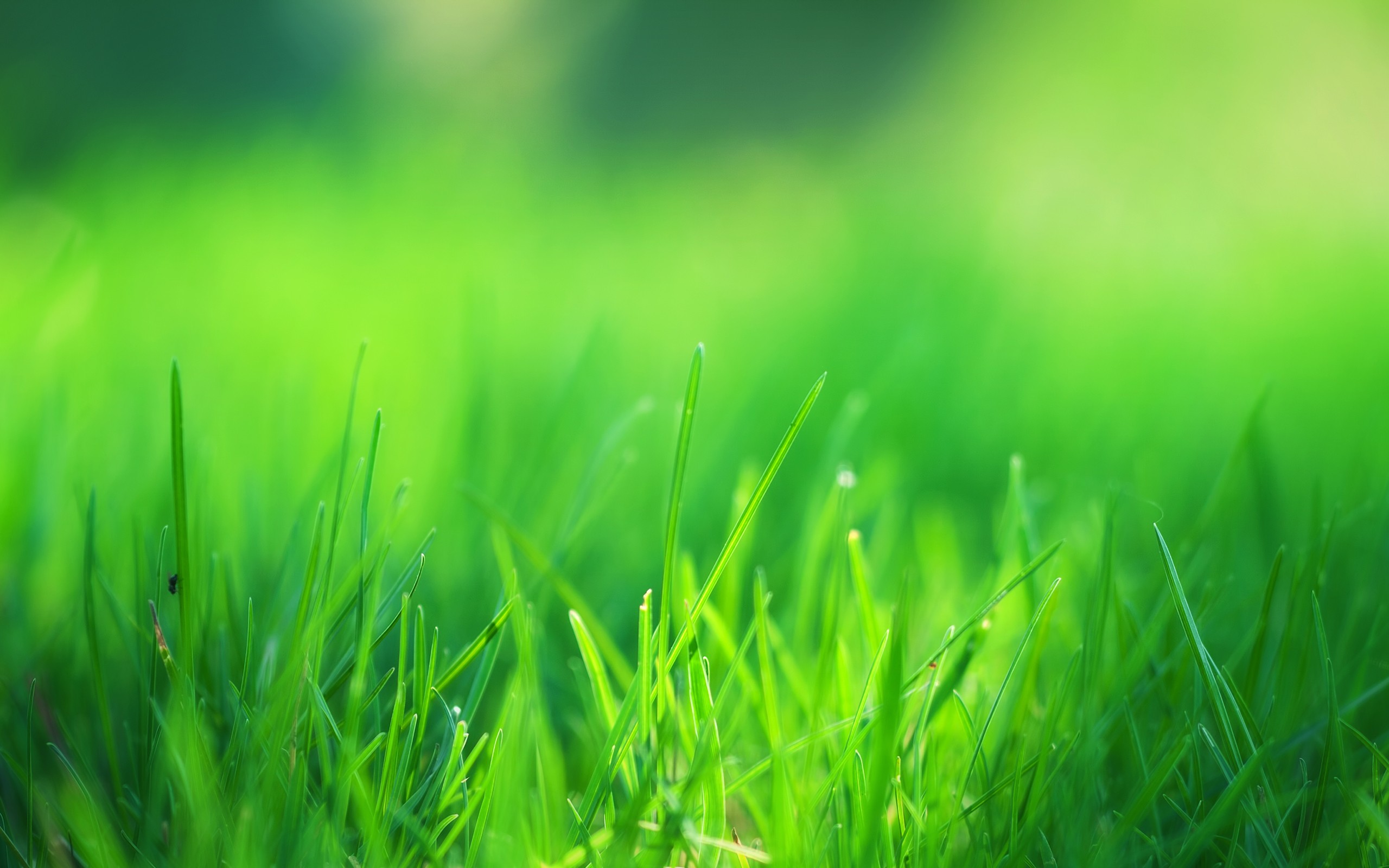 Green Meadow Field Wallpapers