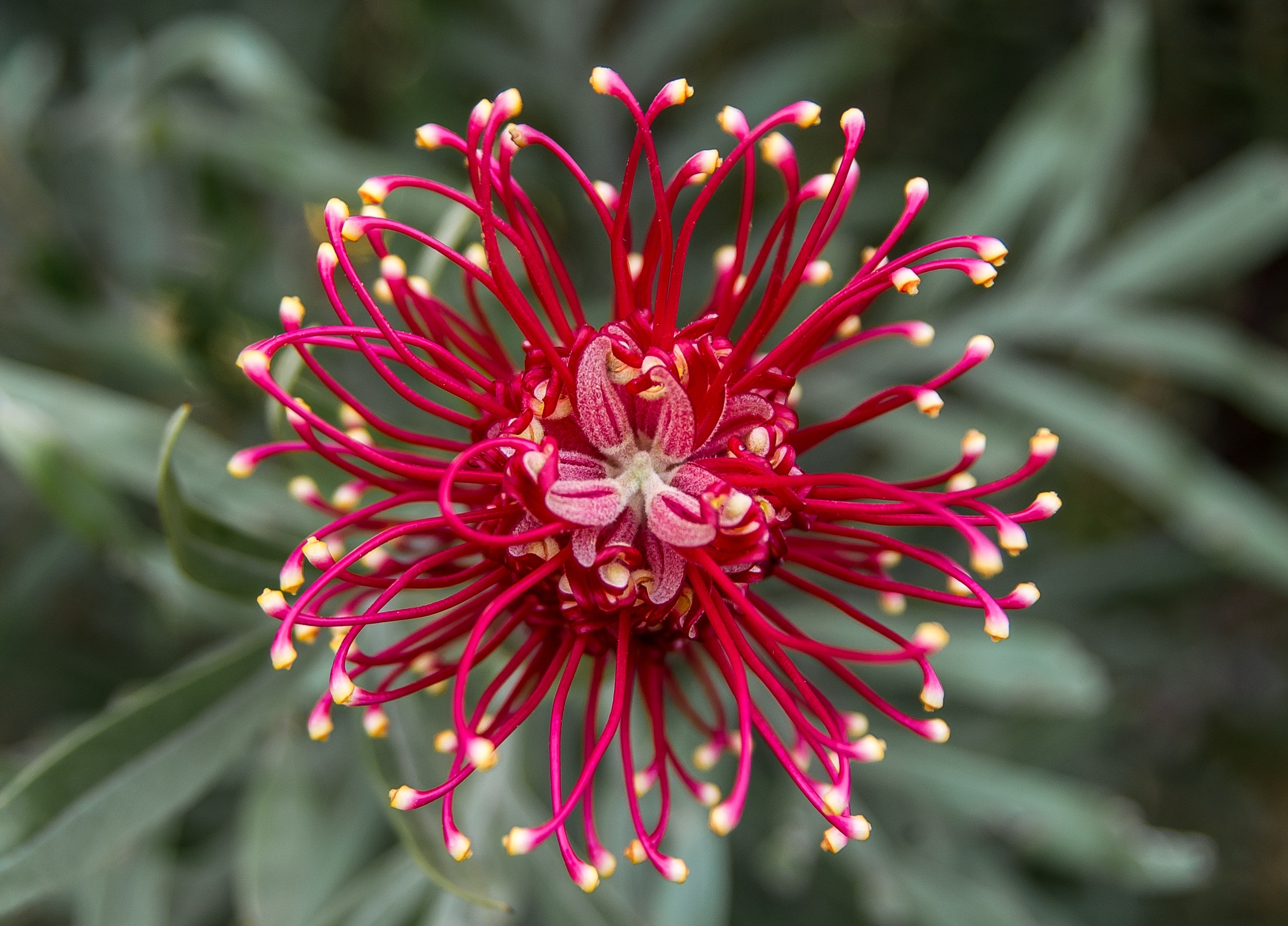 Grevillea Wallpapers