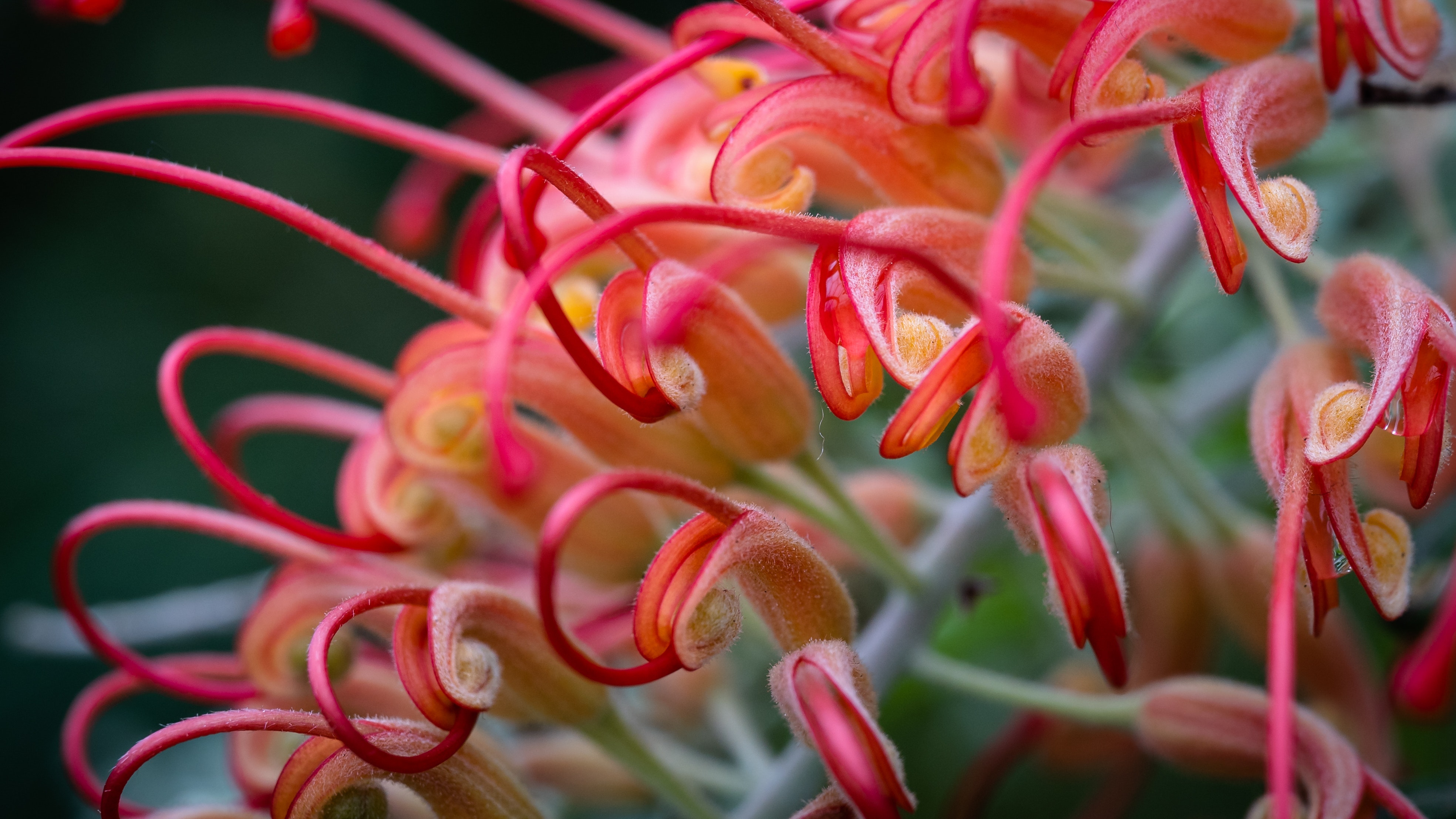 Grevillea Wallpapers