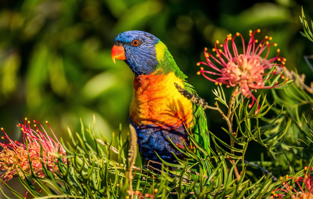 Grevillea Wallpapers