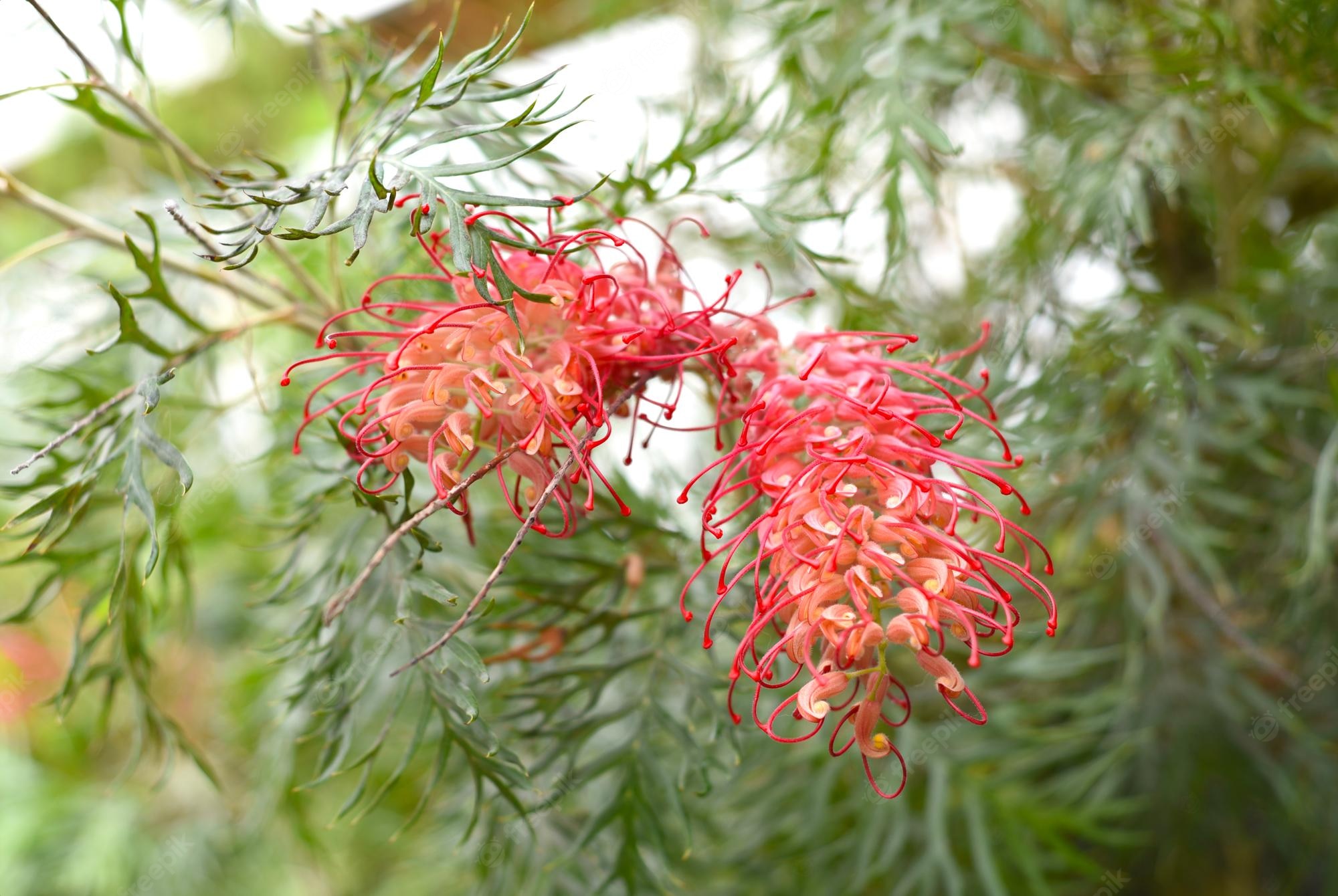 Grevillea Wallpapers