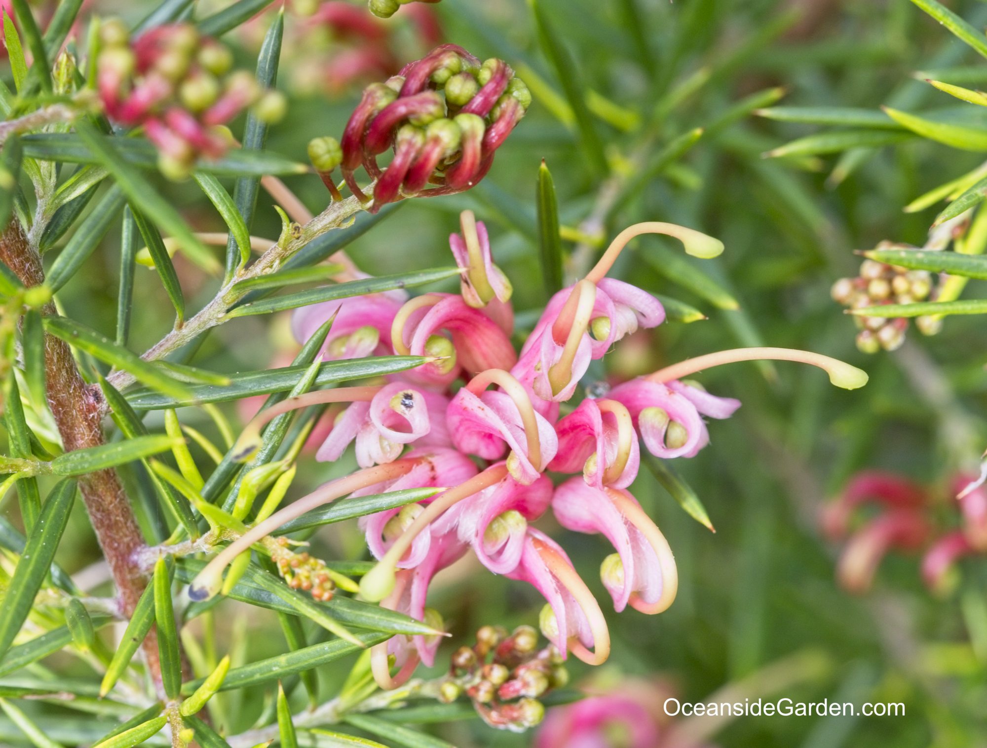 Grevillea Wallpapers