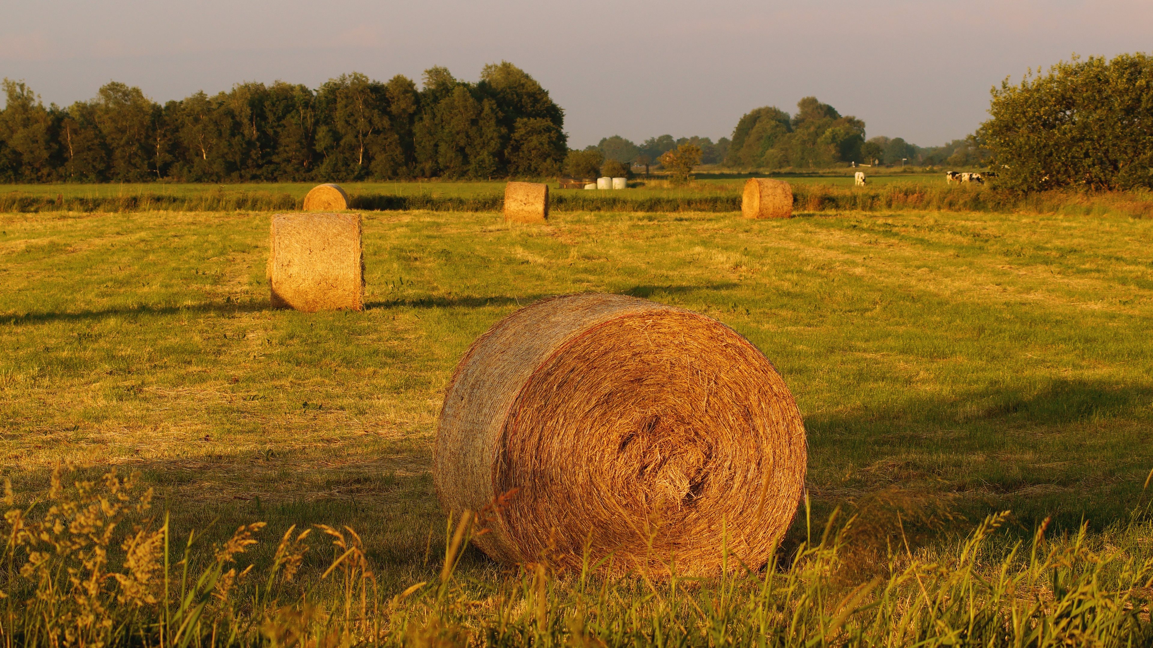 Haystack Wallpapers