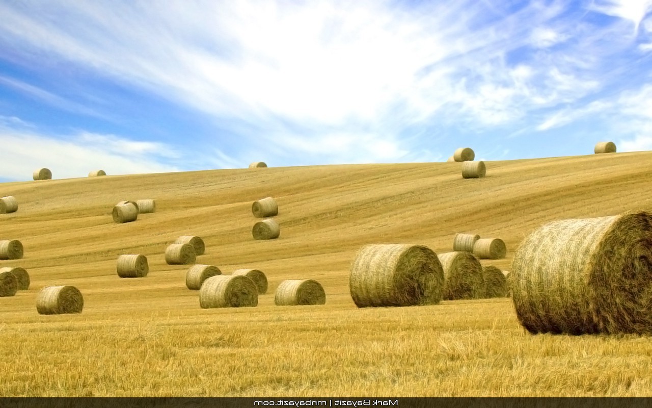 Haystack 4K Field Wallpapers