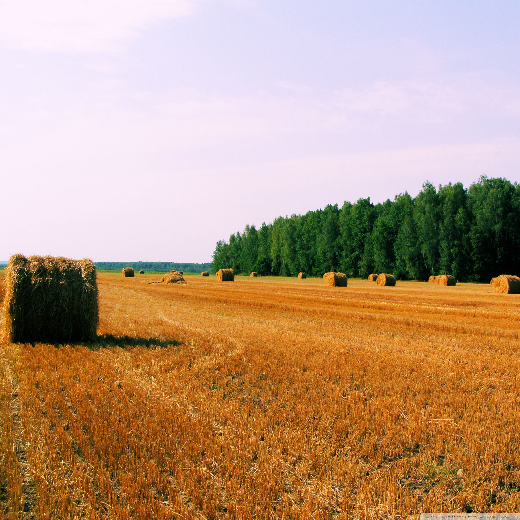 Haystack 4K Field Wallpapers