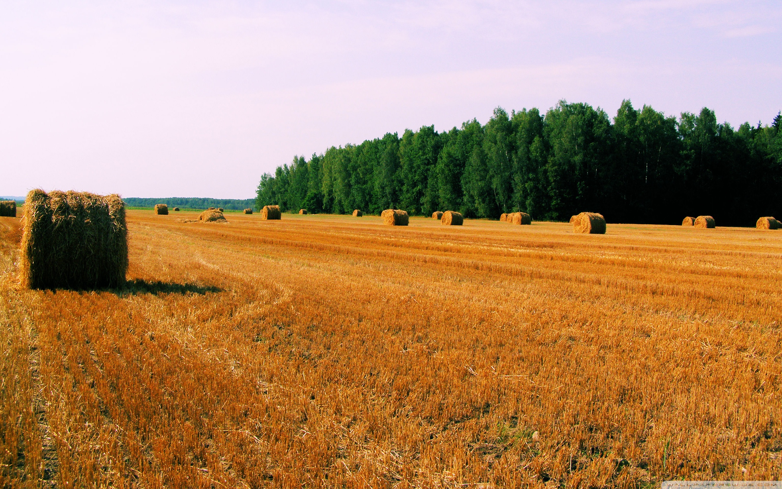 Haystack 4K Field Wallpapers