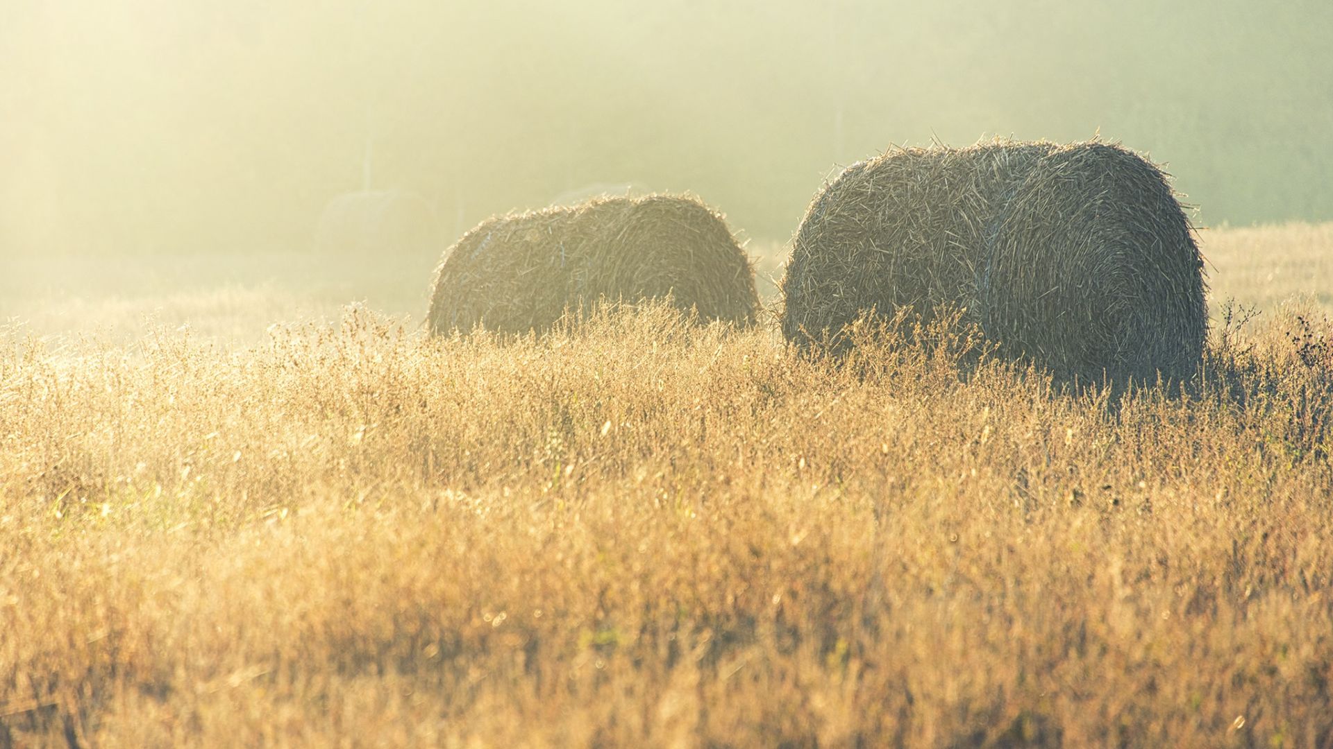 Haystack 4K Field Wallpapers