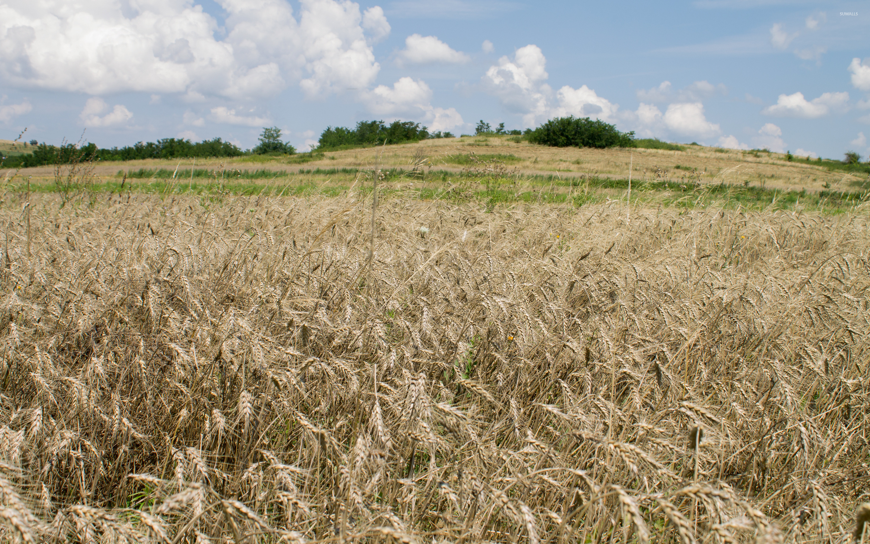 Haystack 4K Field Wallpapers