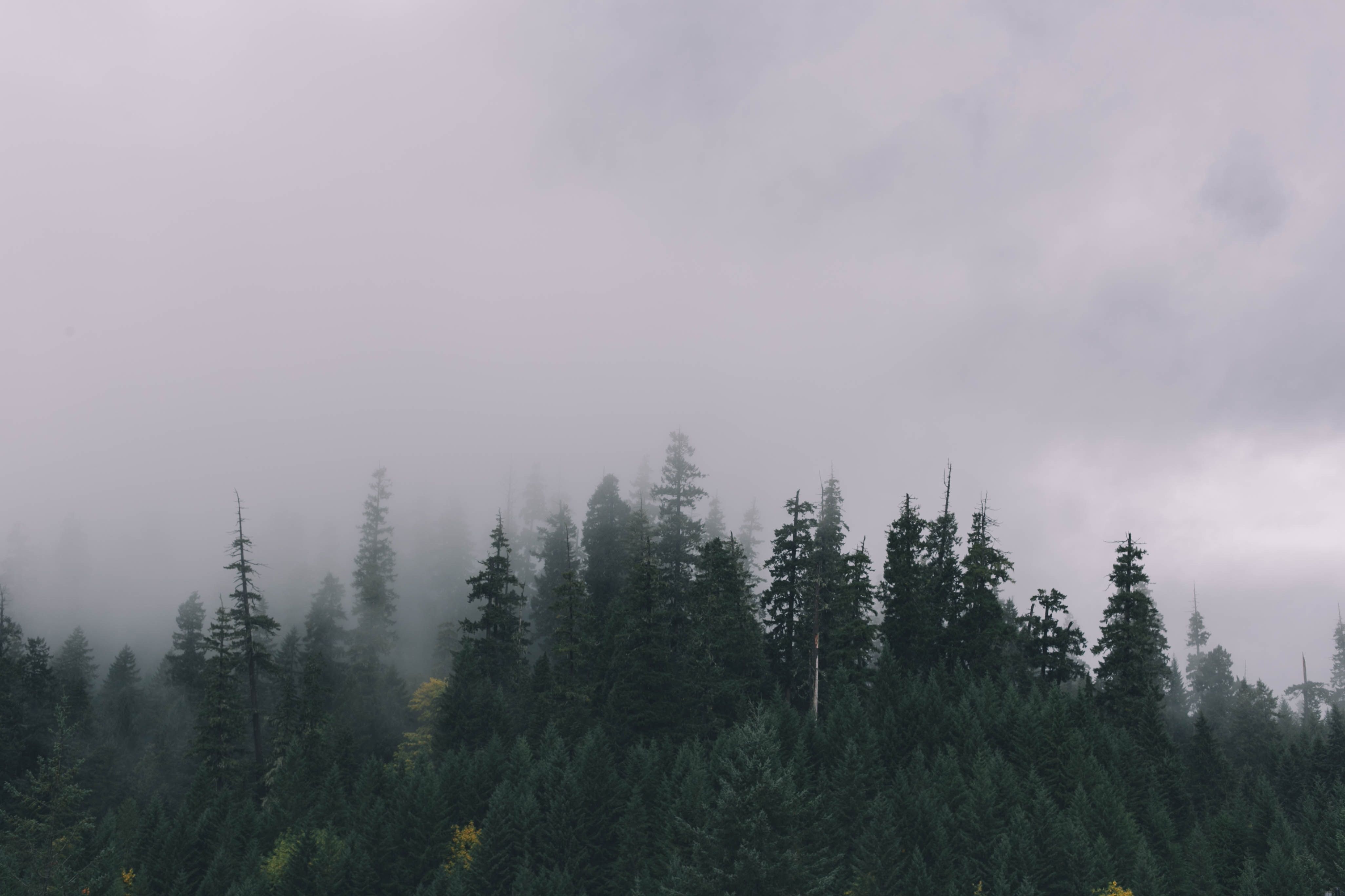 Hd Cloudy Forest Wallpapers